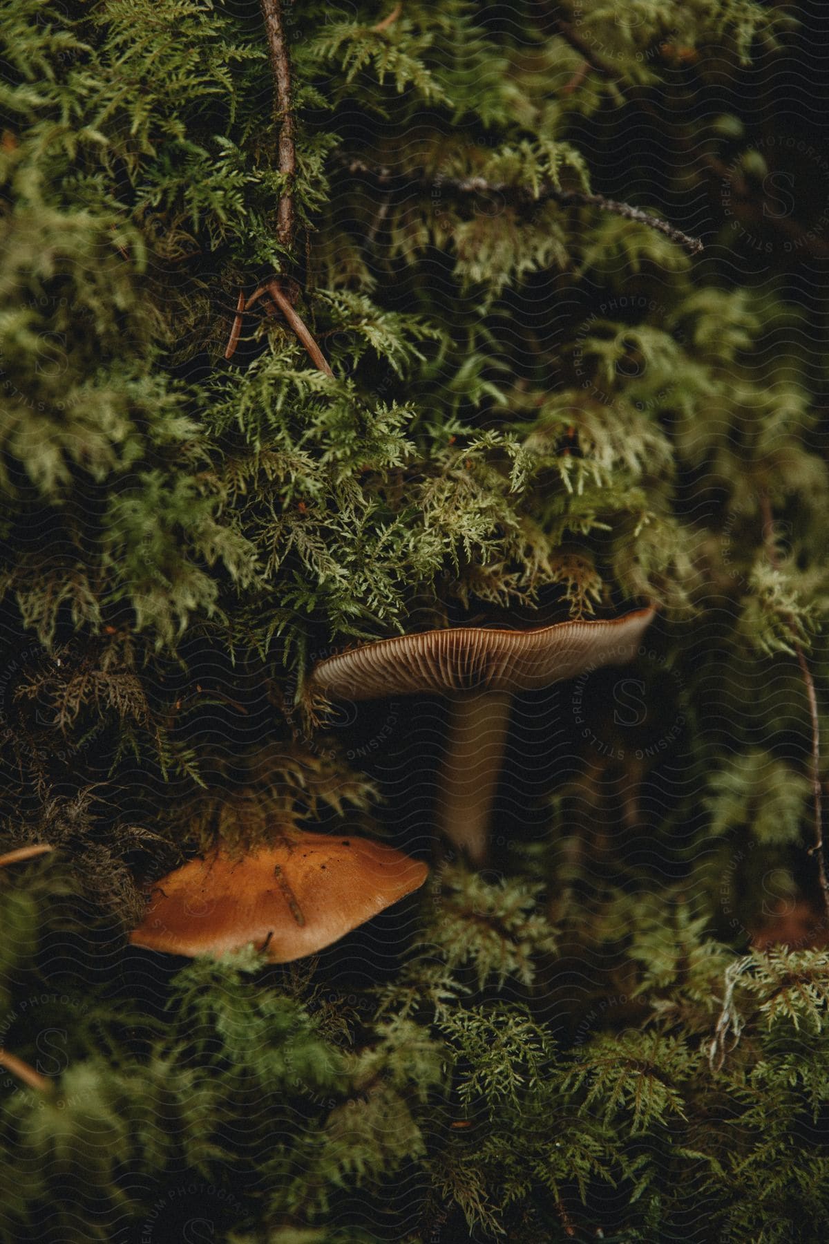 Mushrooms among mosses