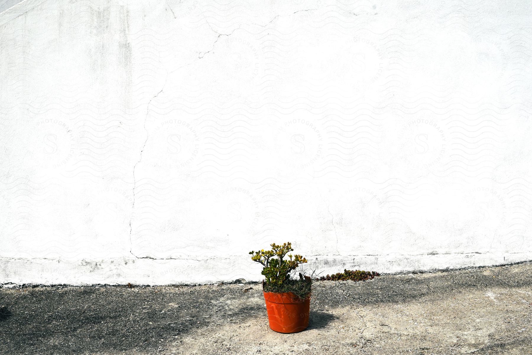 A small plant in a pot is on the floor in contrast to a white wall
