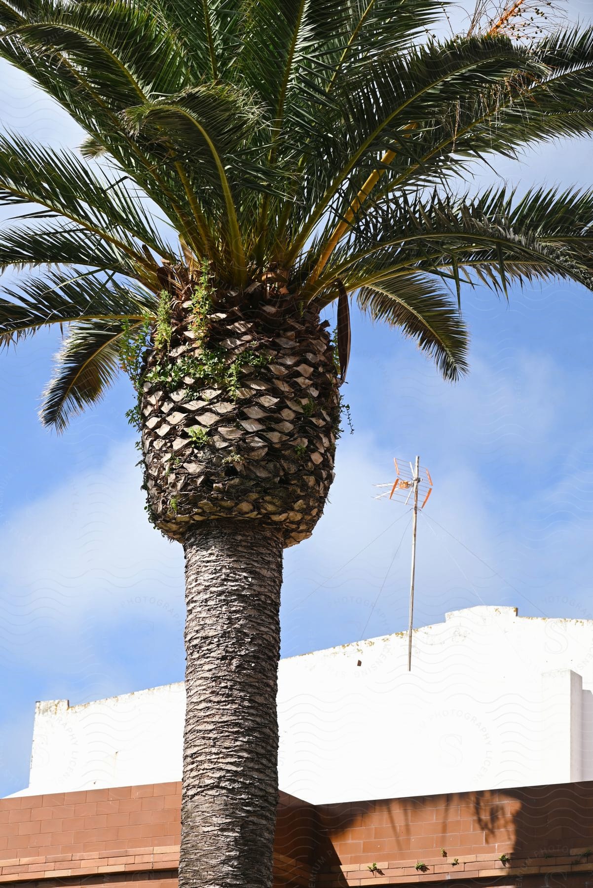 Palm tree standing near a building