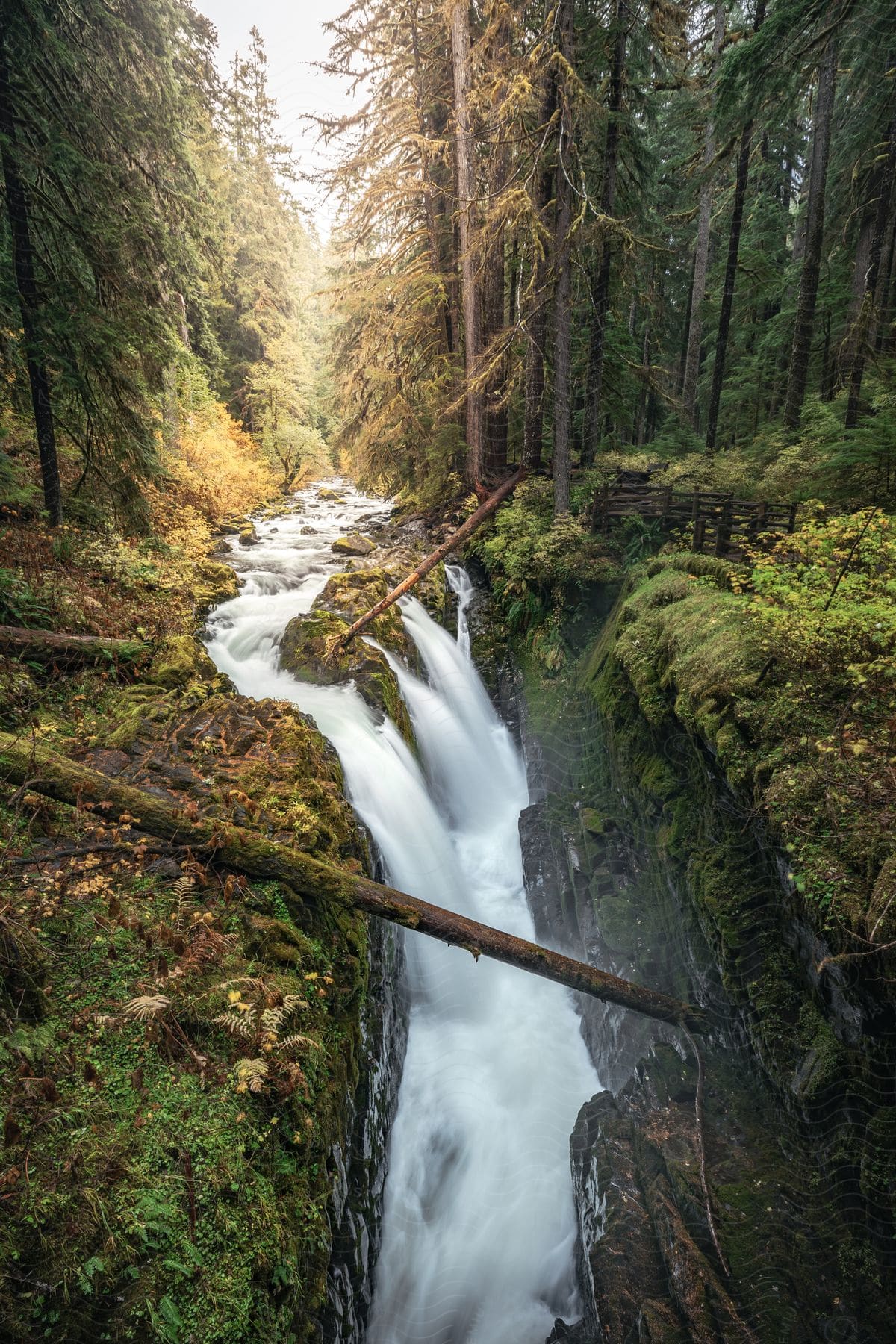 A small river and waterfall in a forest