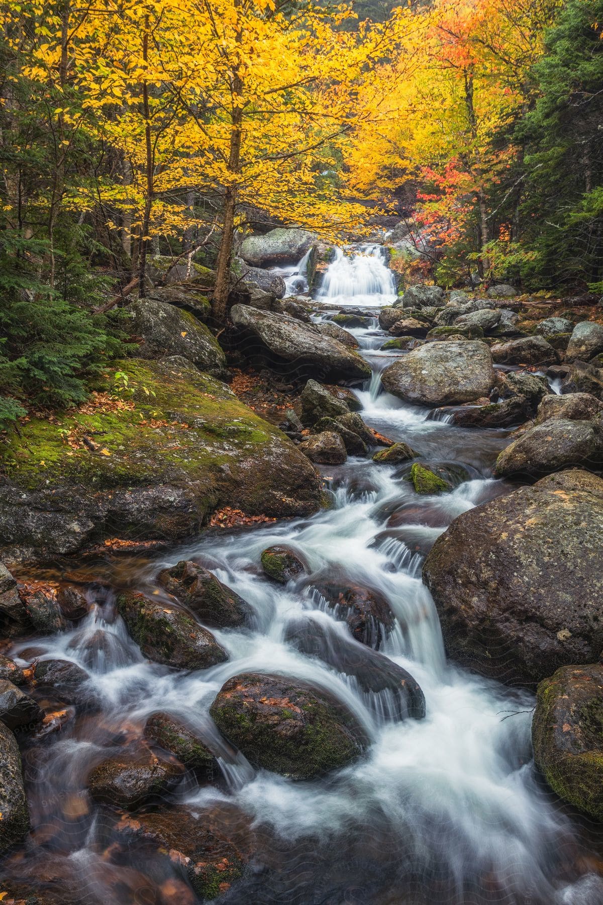 The lush green and brown trees surround a cascading waterfall.