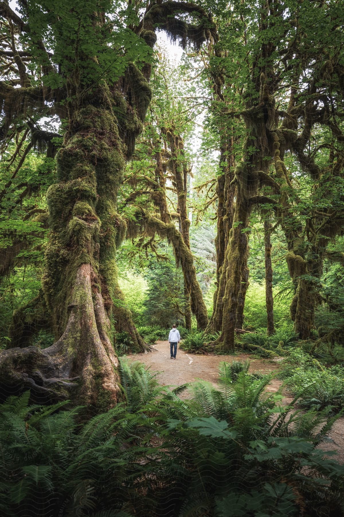 Person walking along a trail in a forest surrounded by tall mossy trees.