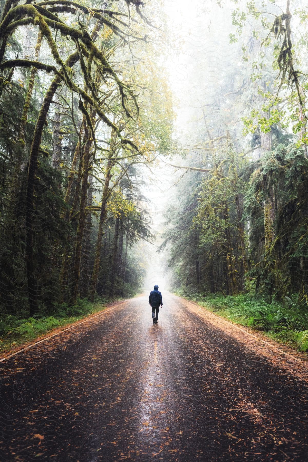 A person is walking alone along a foggy road flanked by a dense forest.