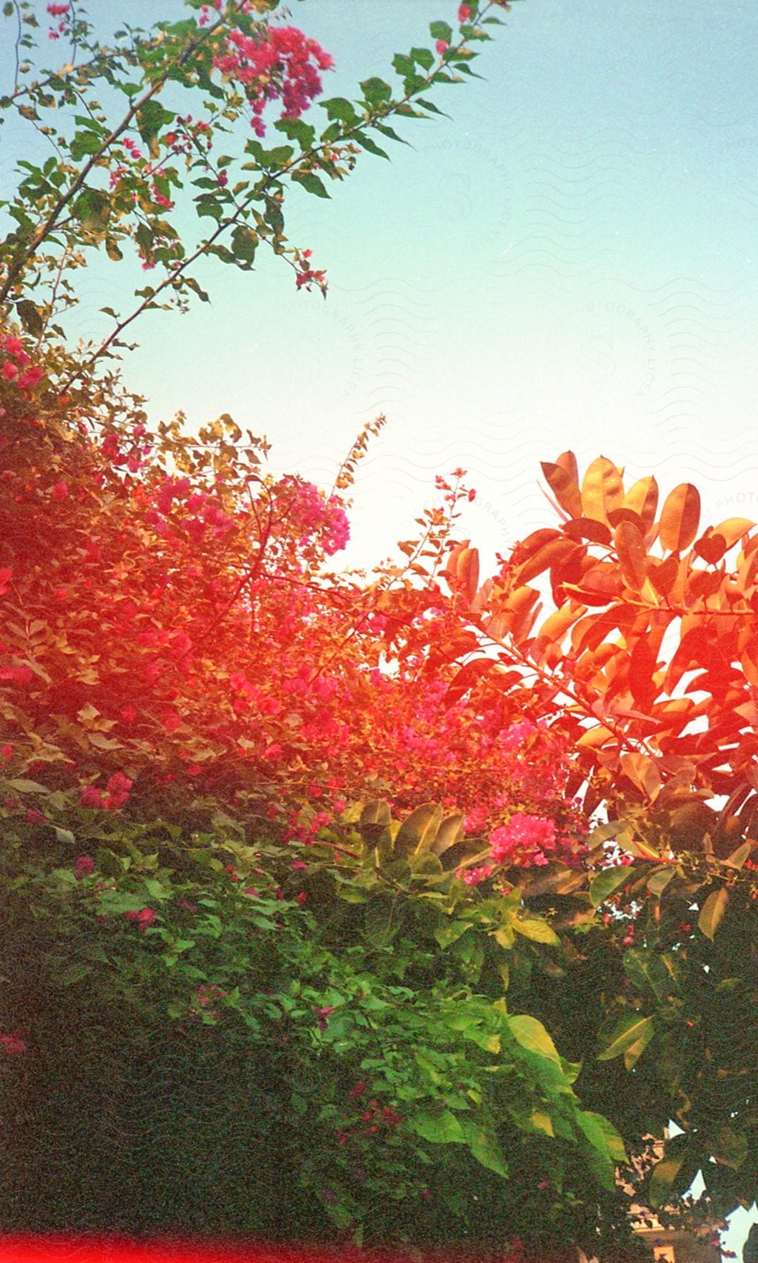 Garden with pink plants and flowers on a blue sky day