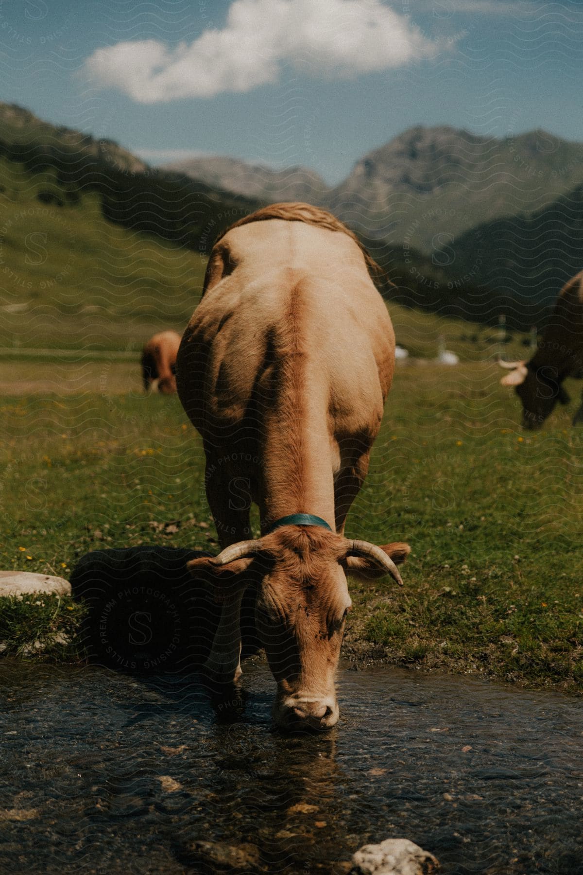 a cow drinking water under the blue sky in a fiekld