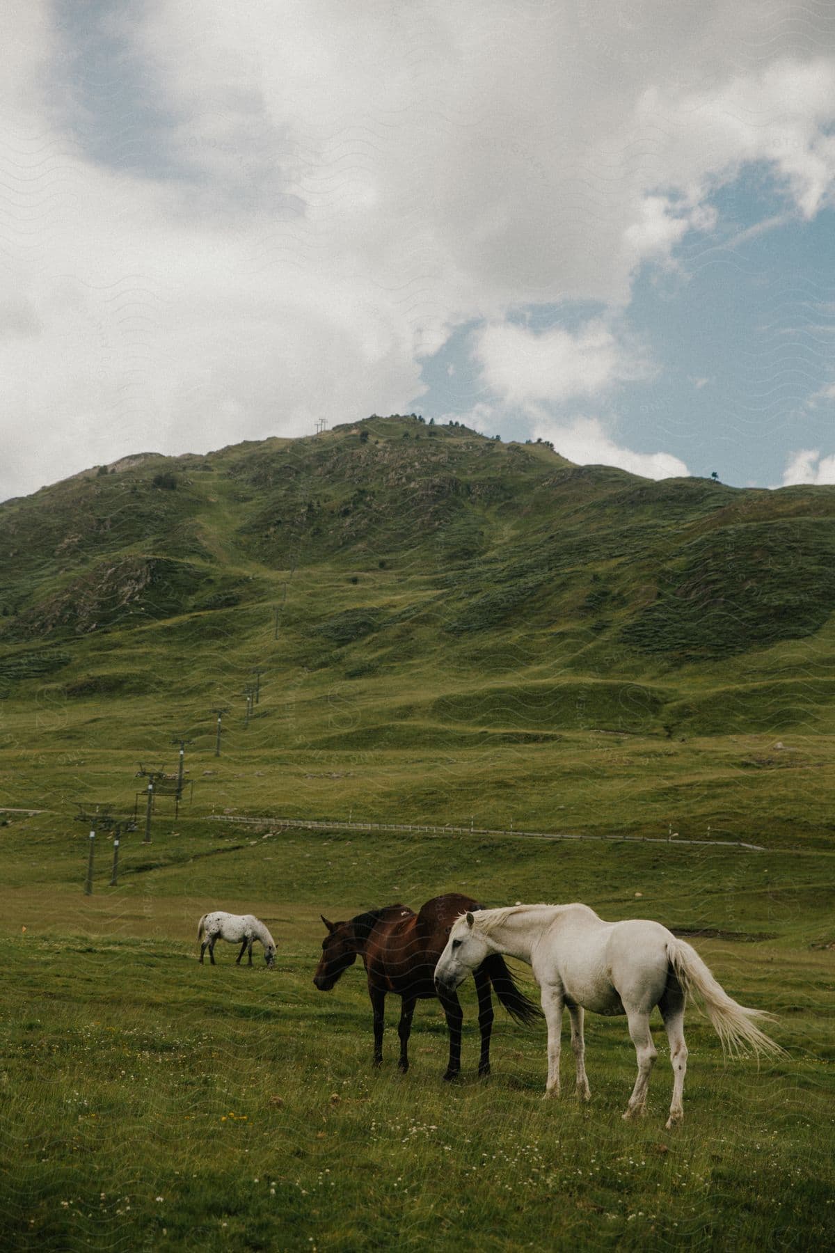 Horses in a pasture with mountains on the horizon