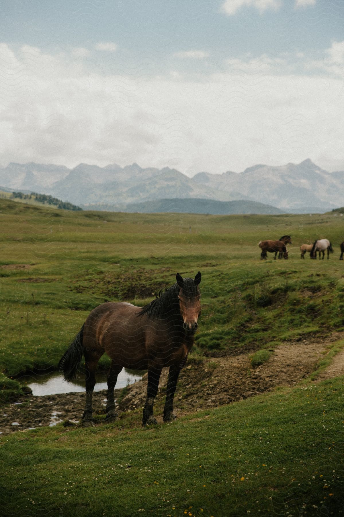 A bunch of wild horses chillin on the fields.