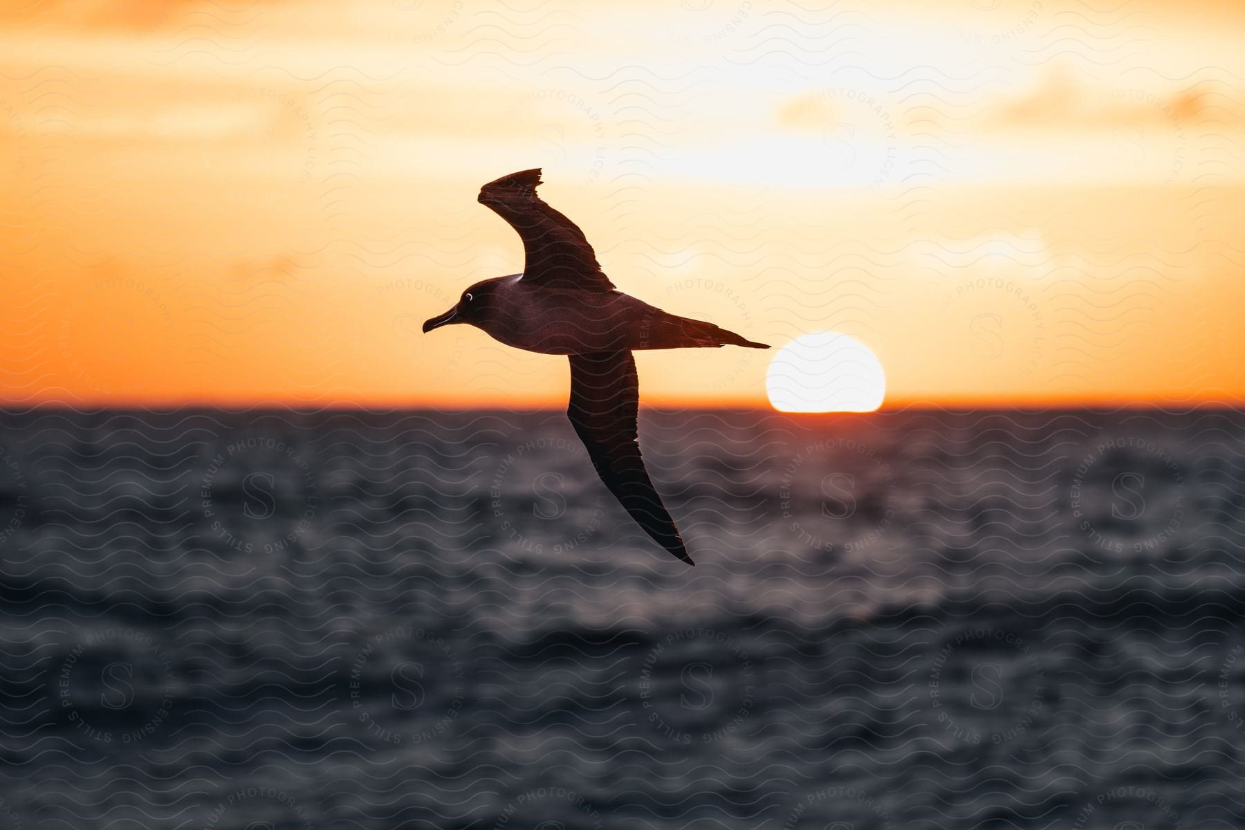 a seagull flies above the ocean at sunset.