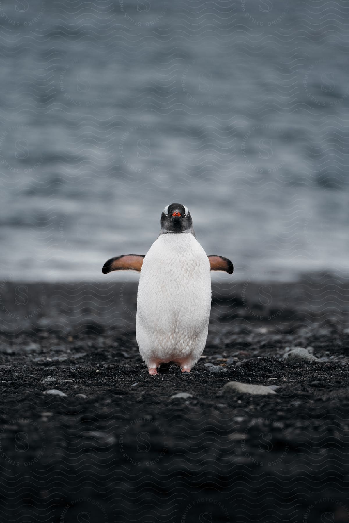 Gentoo penguin walking on black soil by the sea