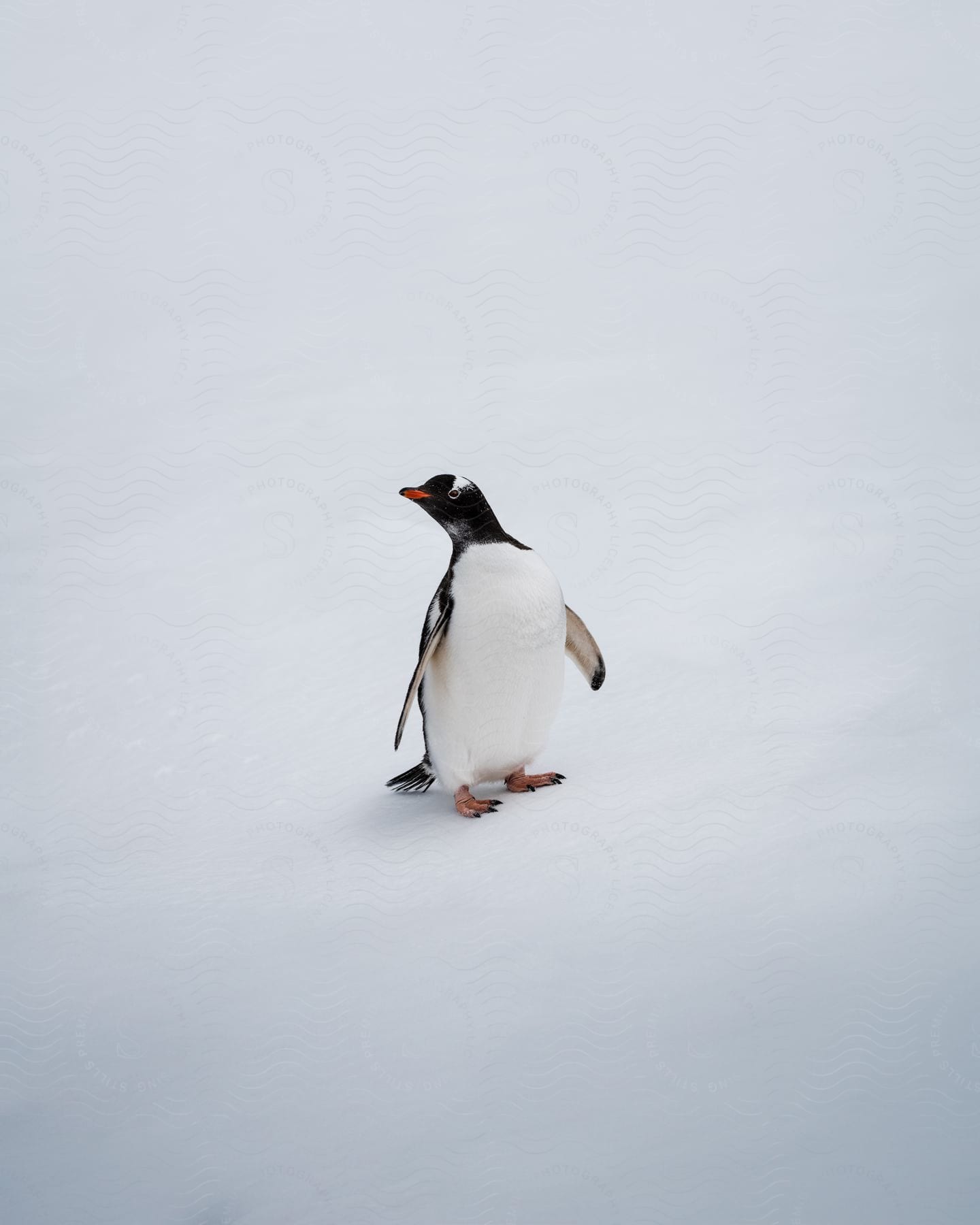 Sassy penquin standing in the snow looking off to the side