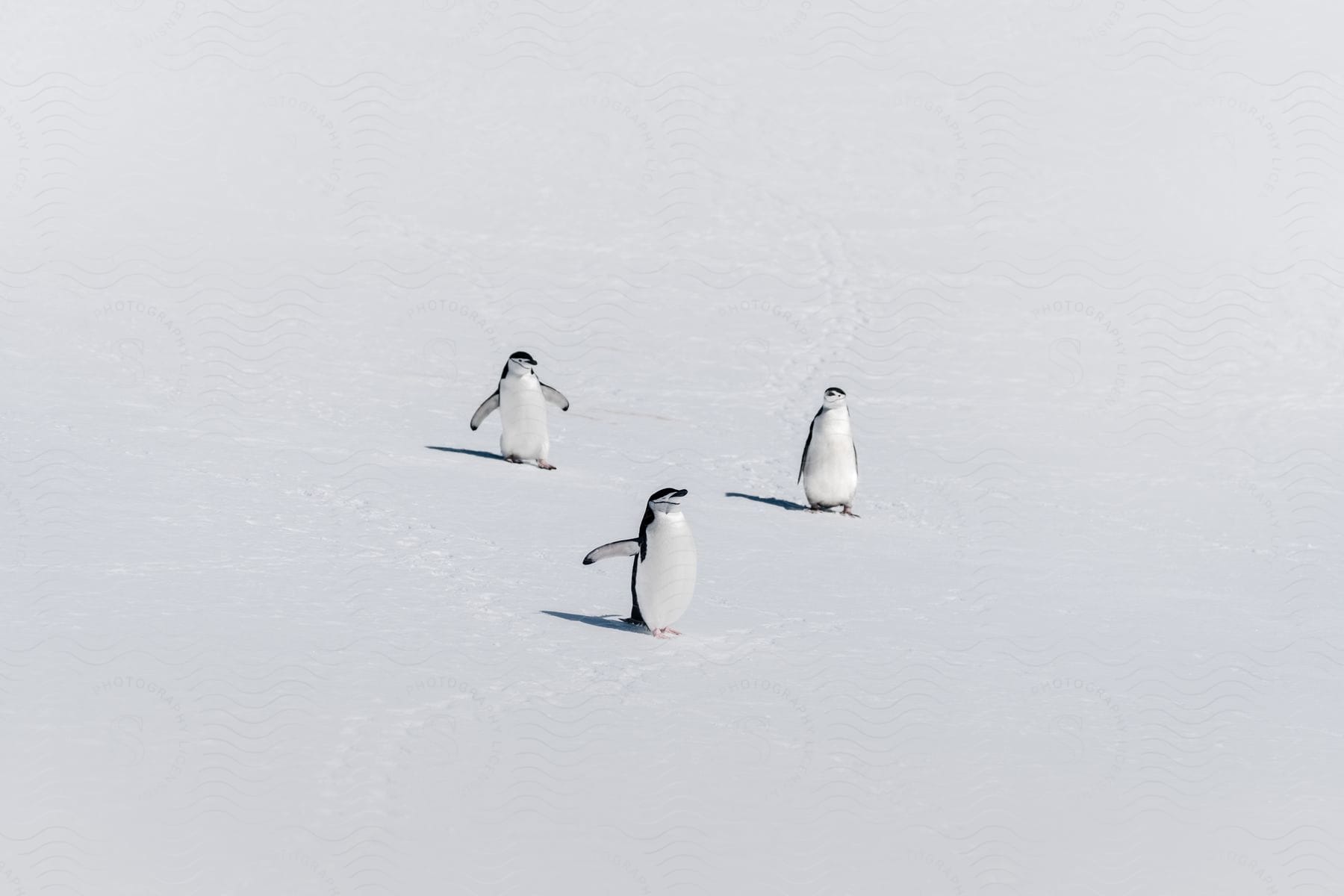 Three Chinstrap penguins walking in the snow