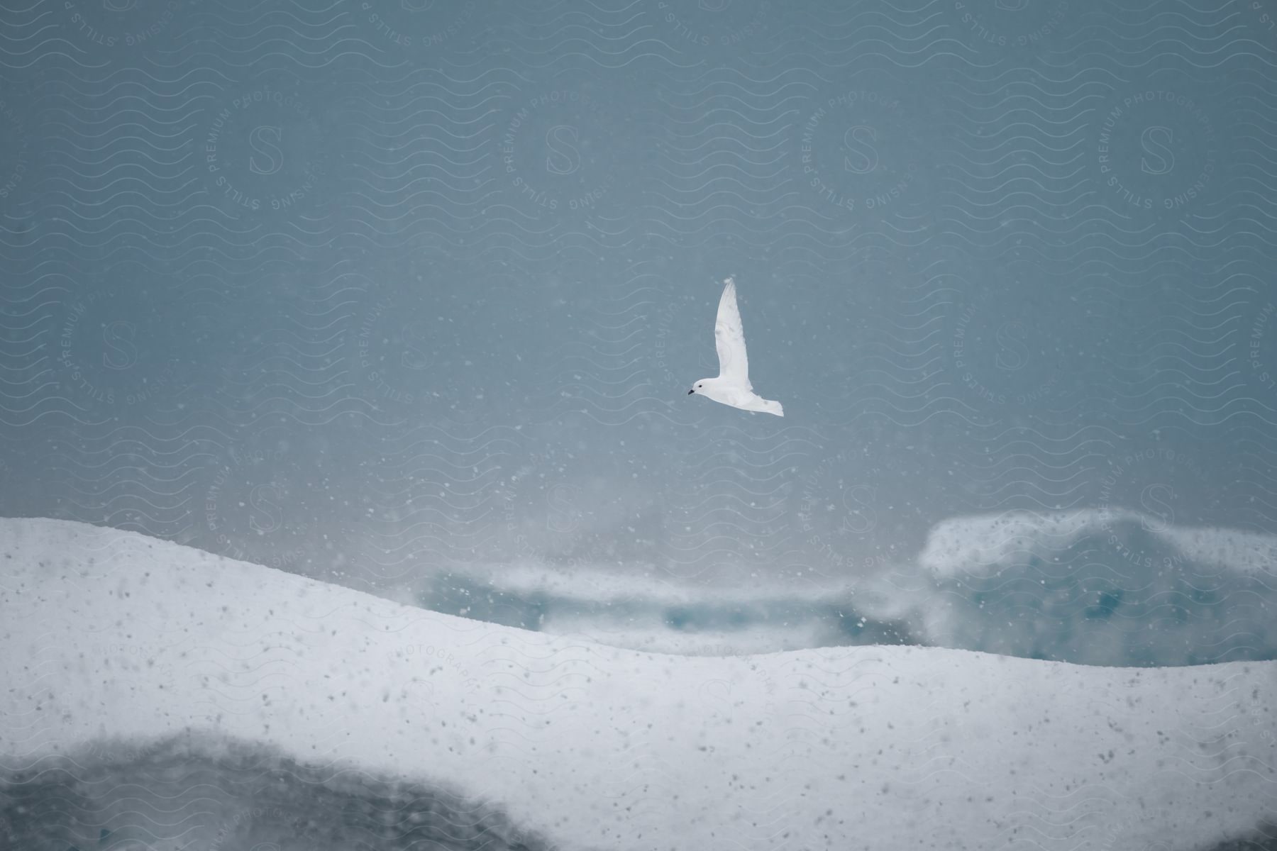 A lone bird soars over a snow-blanketed hill