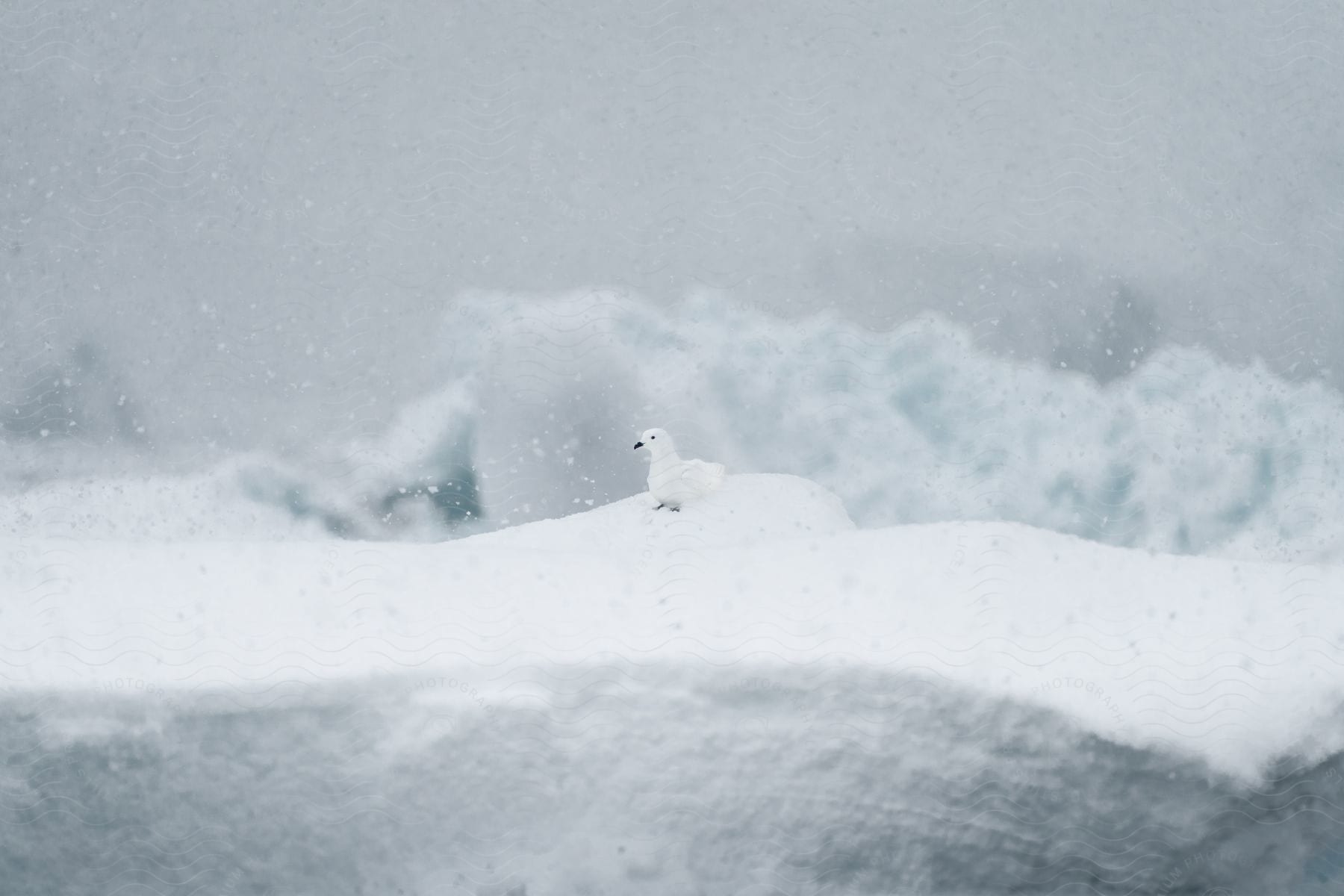 A white bird with a black beak and black legs sits in the snow as more snow falls