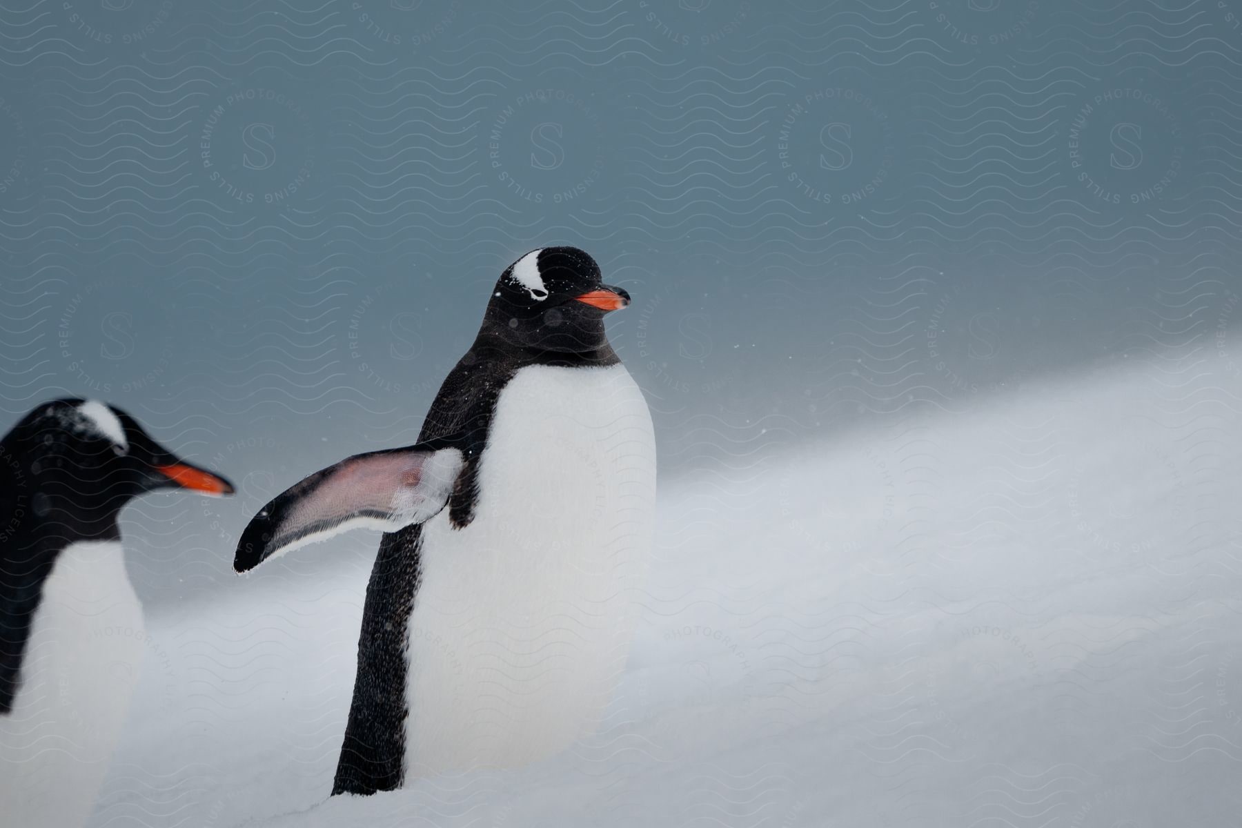 Two penguins stand on snow covered slope during the day.