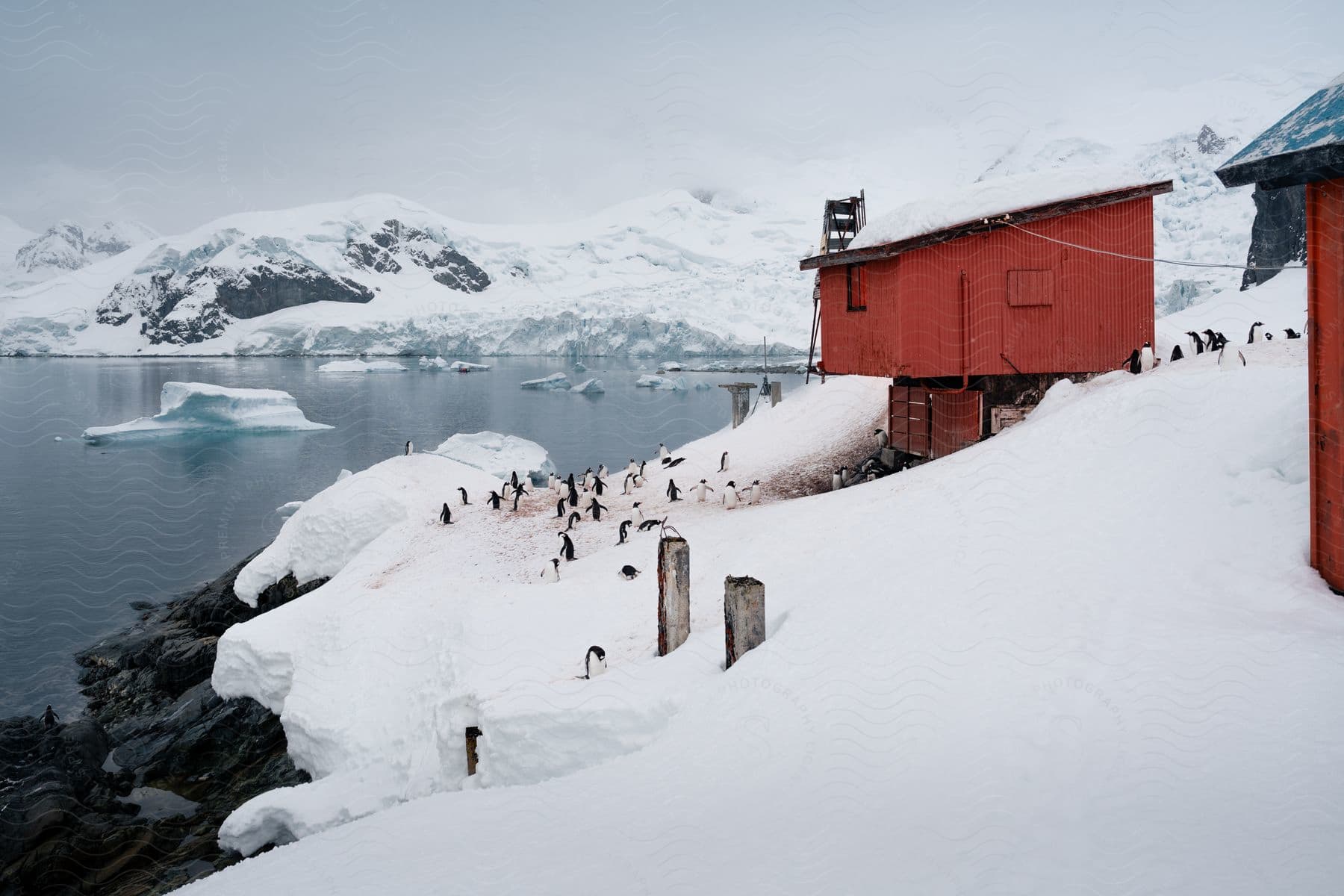 Stock photo of a small red wooden building in a snowy landscape surrounded by penguins