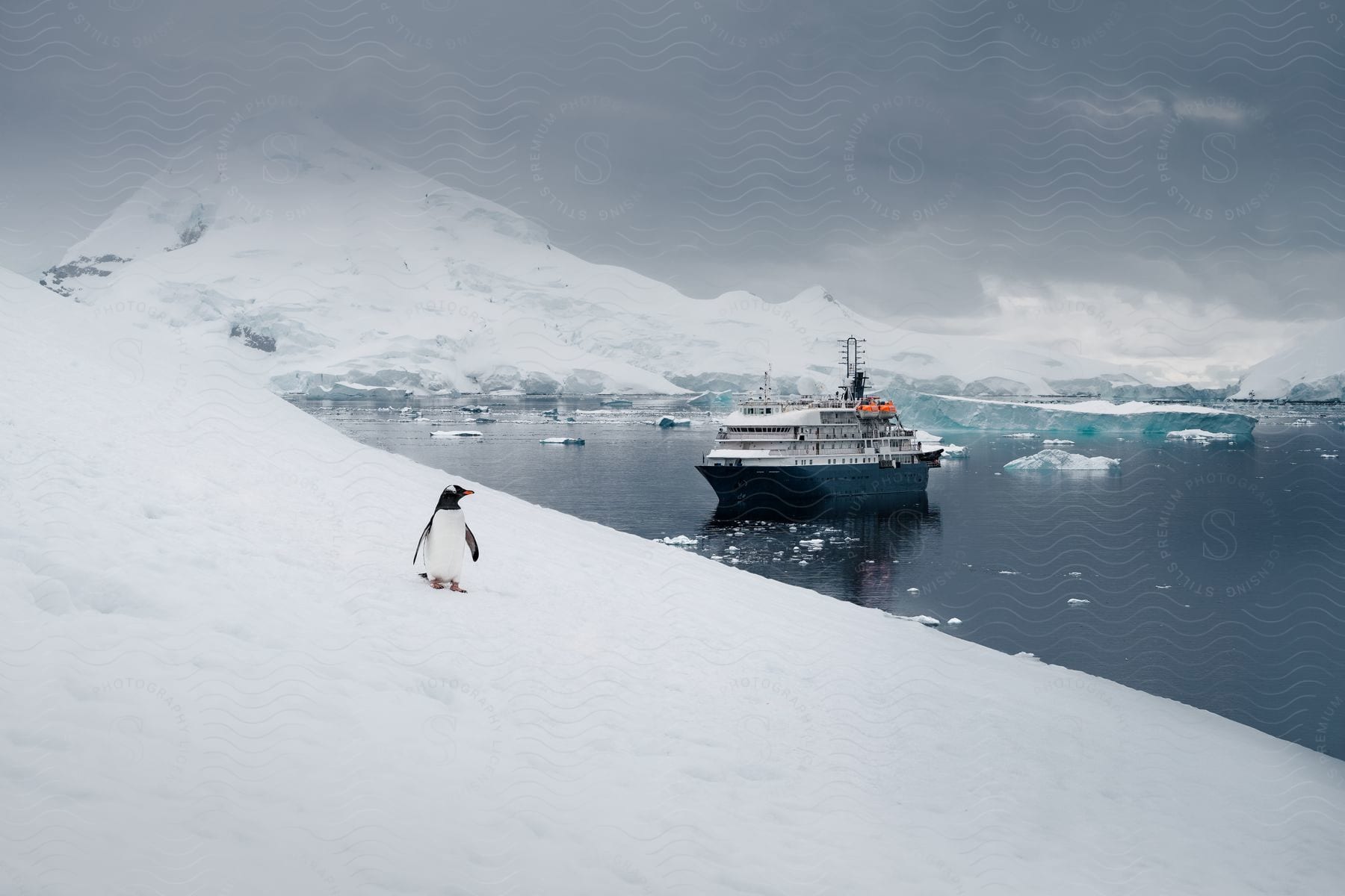 A ship in the arctic pulling up near a penguin on land