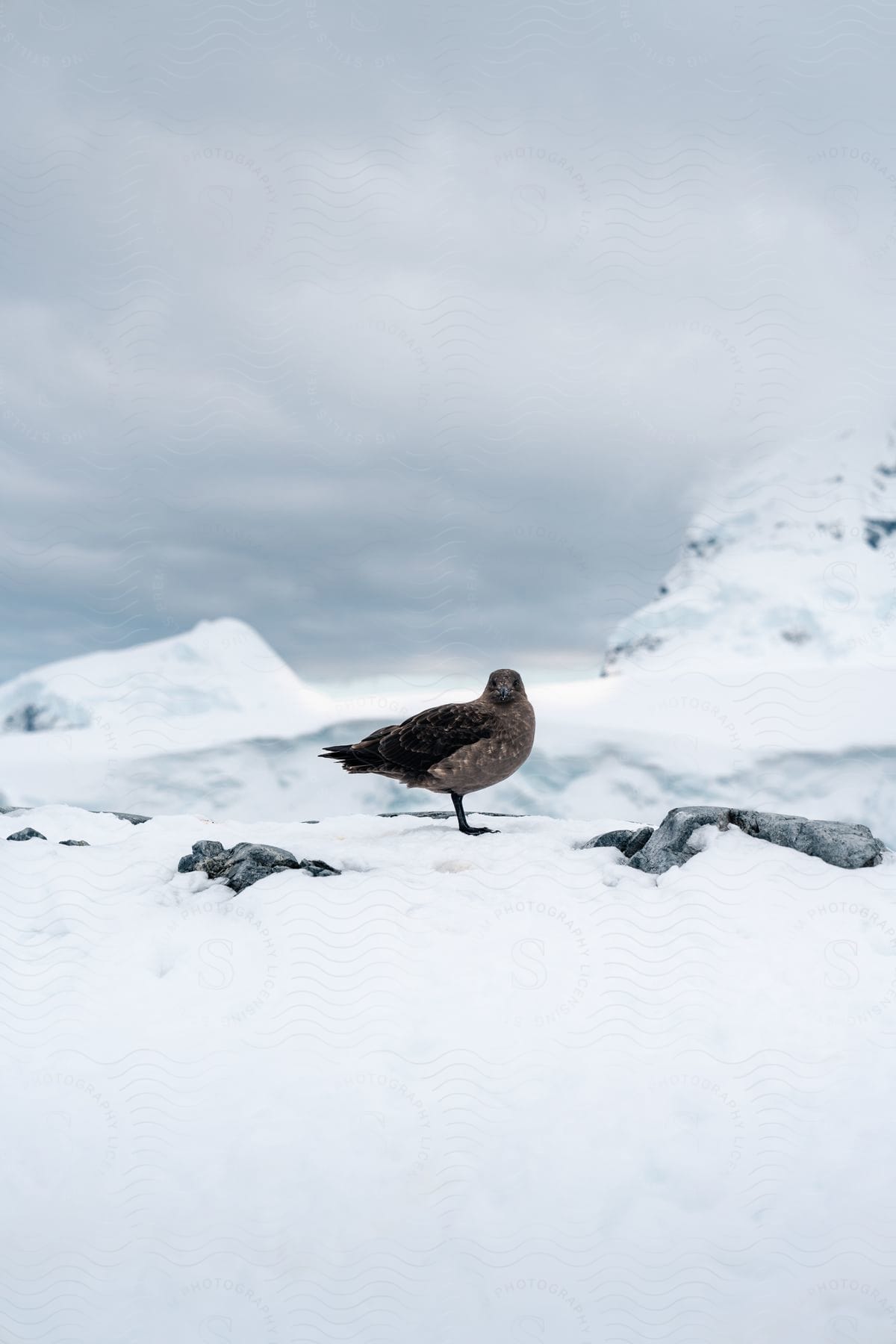 Dark brown bird in the snow with snow-capped mountains in the background.