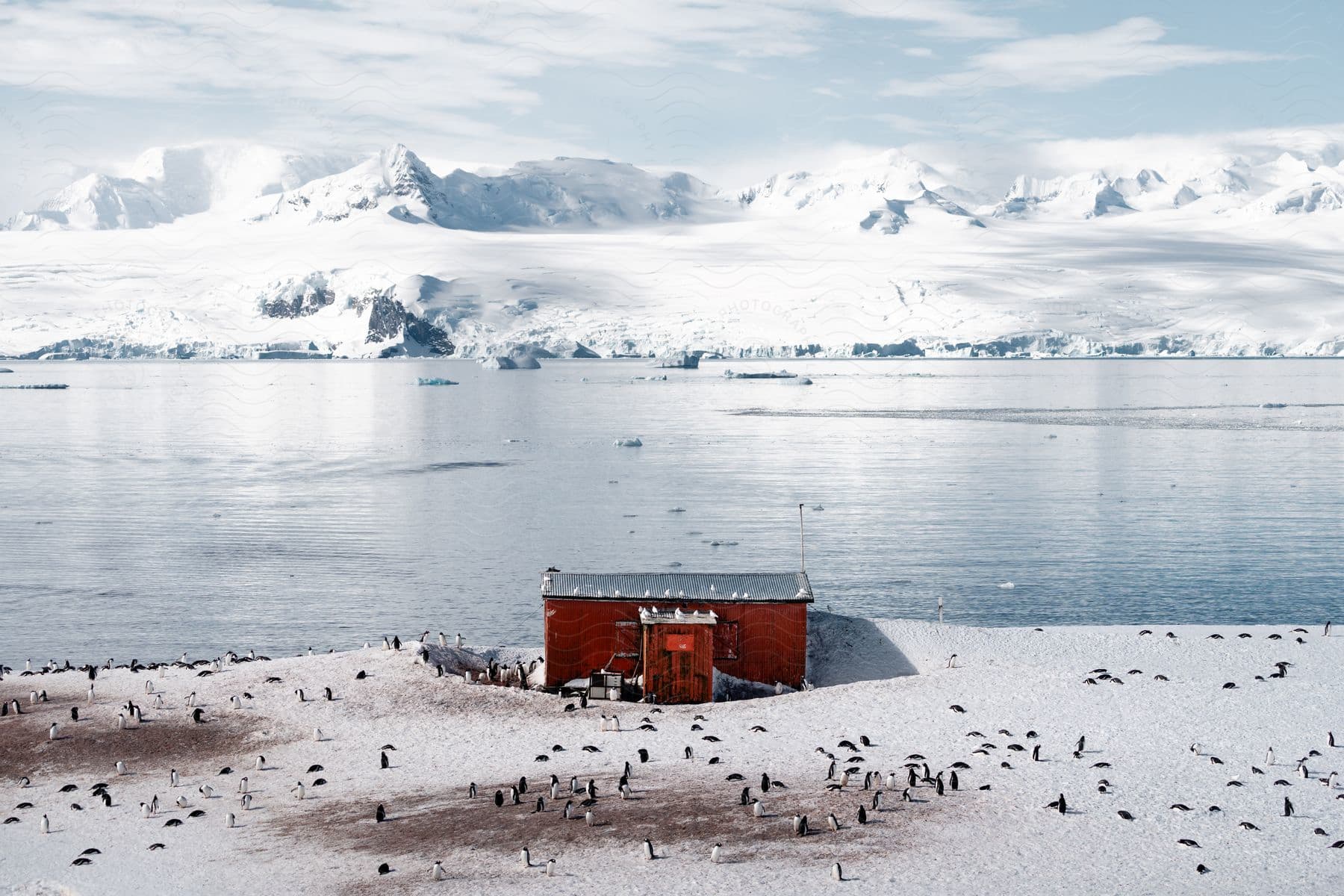 Stock photo of a red shack surrounded by penguins, across a lake from snowy mountains.