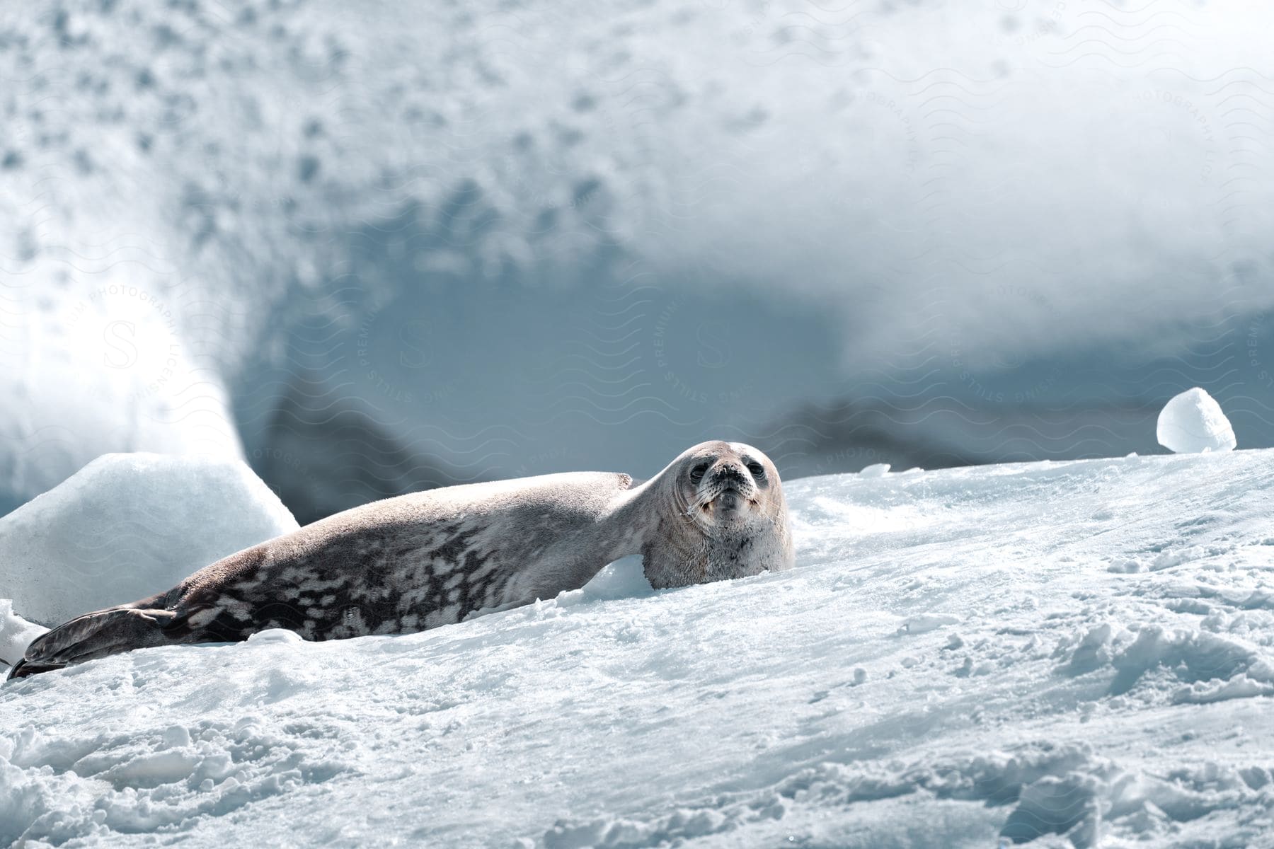 A seal with a spotted coat is lying on the snow