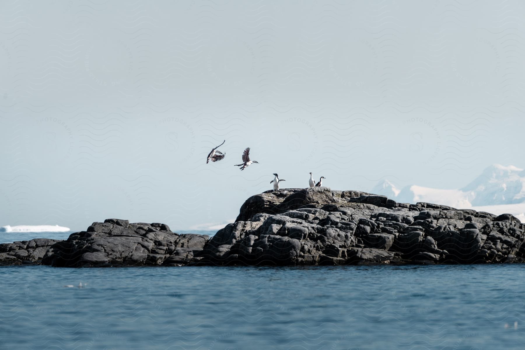Birds posing on a rock over a body of water, with a clear sky and calm waters.