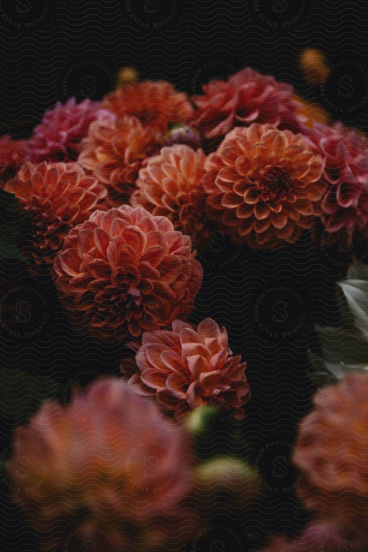 A group of colorful flowers with petals in shades of pink and orange