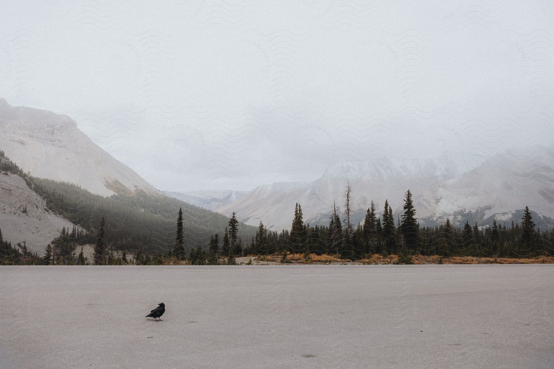 A lone bird stands on a frozen lake, with mountains and trees in the background. The scene evokes a sense of isolation and melancholy.