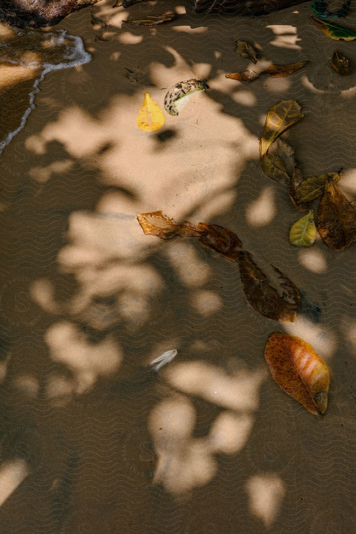 A close up clip of the beach soil and fallen dry leaves