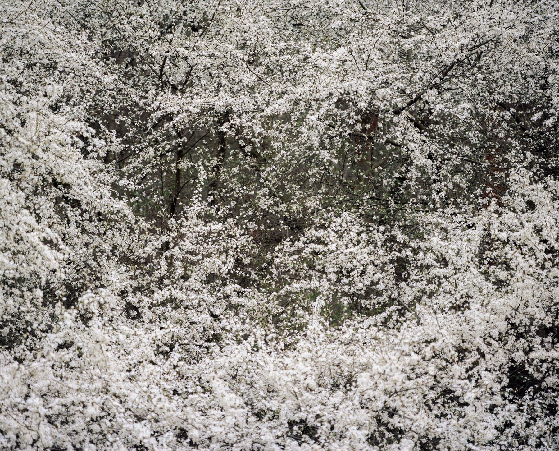 A garden is surrounded by flowers all around during the daytime.