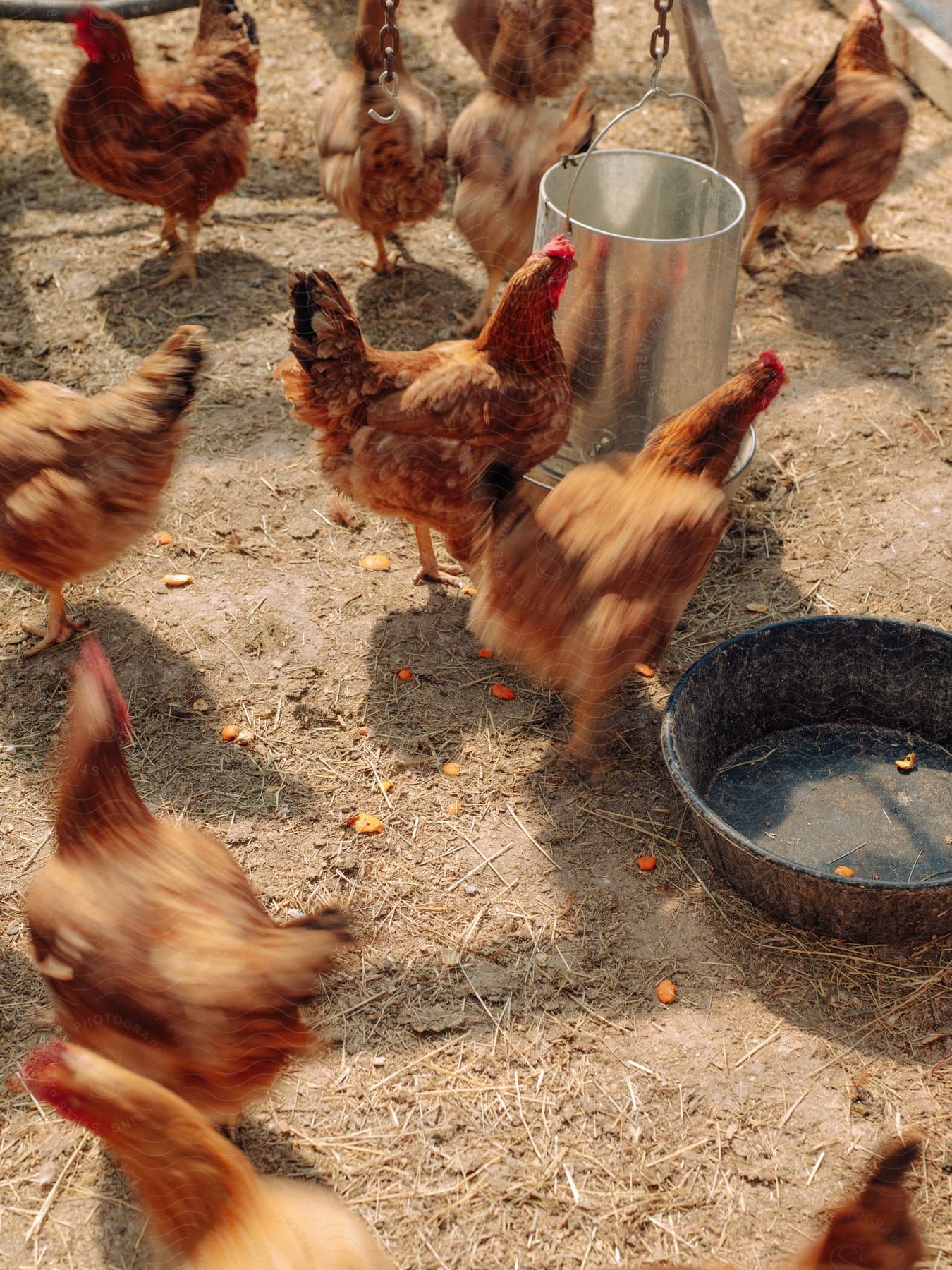 Stock photo of group of chickens pecking around a hanging feeder and a water bowl in a dirt-covered enclosure.