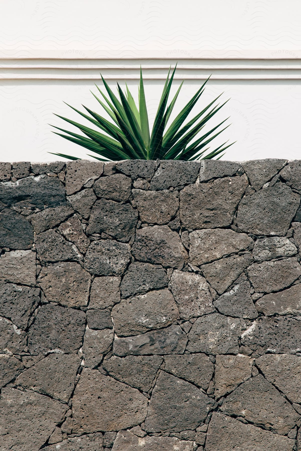 Stone wall with a green plant above and a white wall in the background.