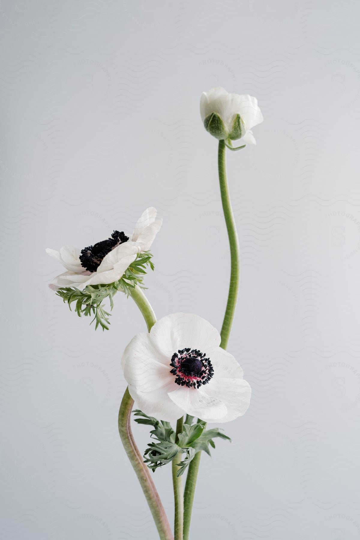 Three white anemone flowers with dark centers against a light background