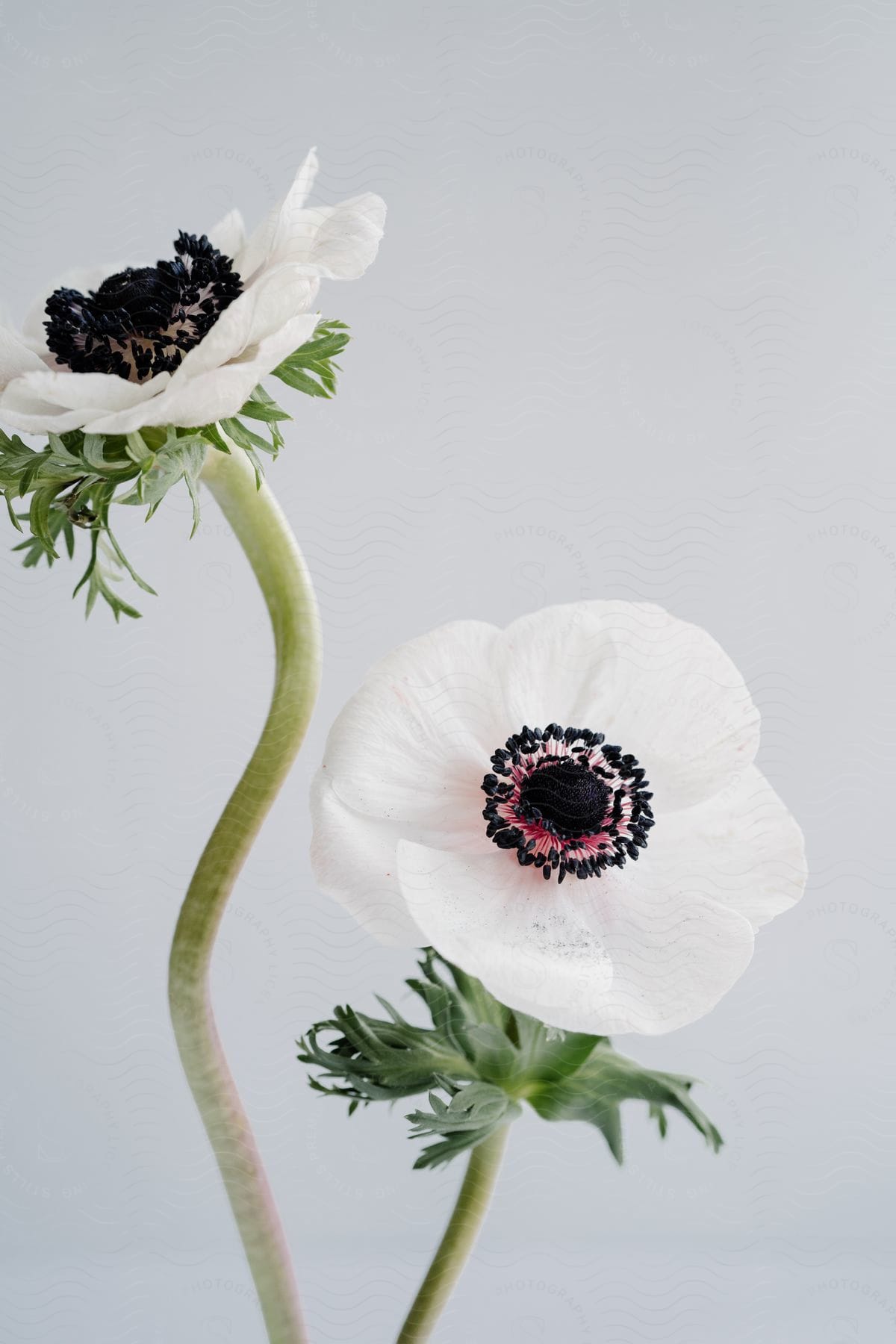 Two delicate white anemone flowers with dark centers, standing out against a light background.