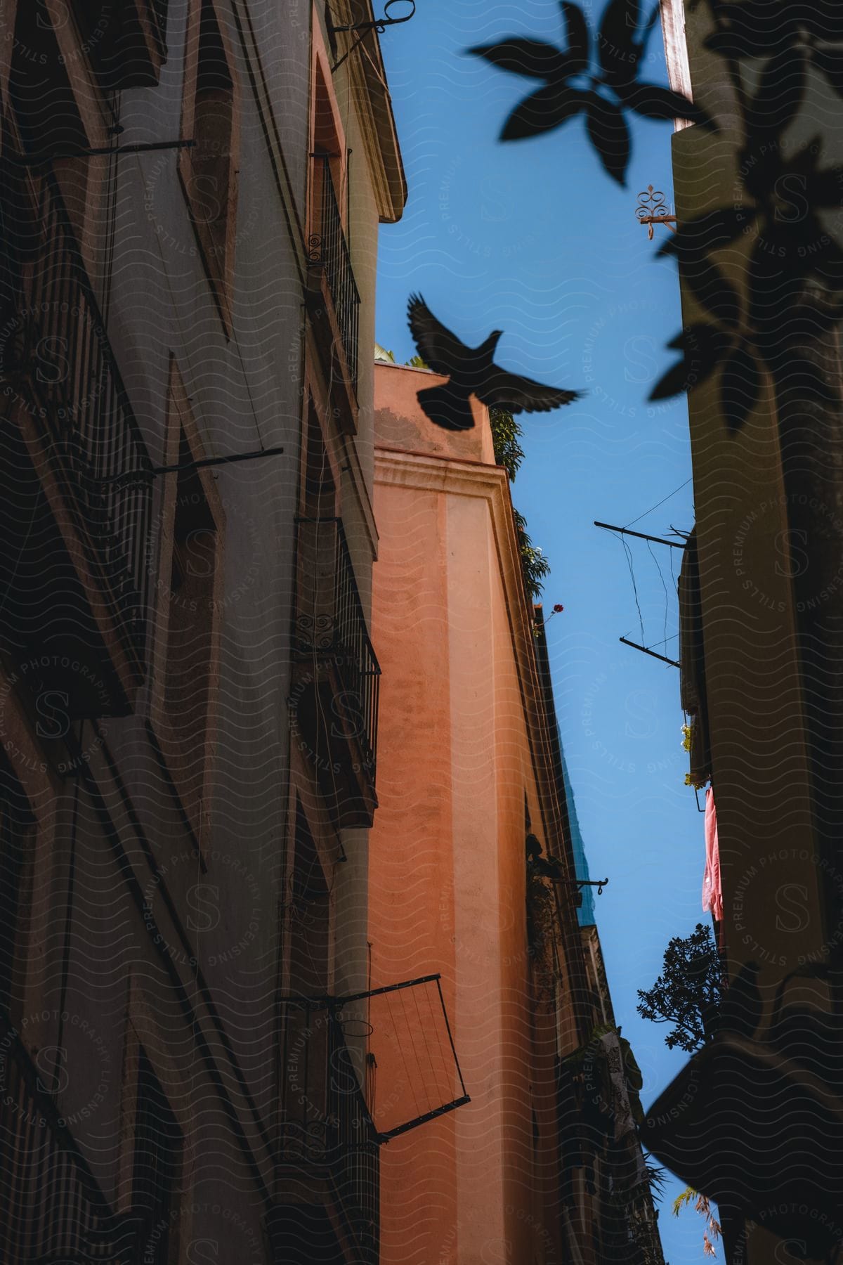 Bird flying between apartment buildings