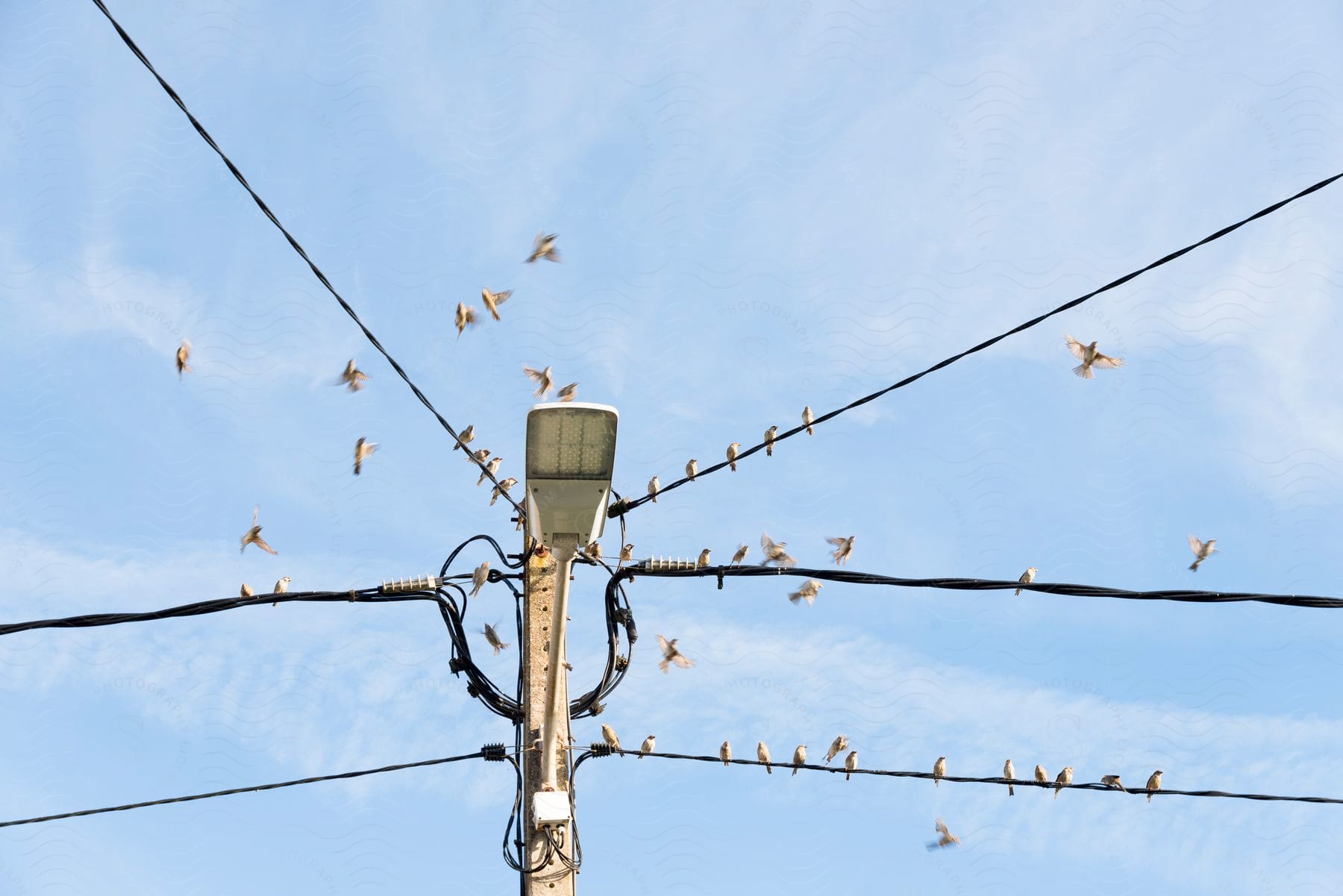 A lot of birds sitting on a power line