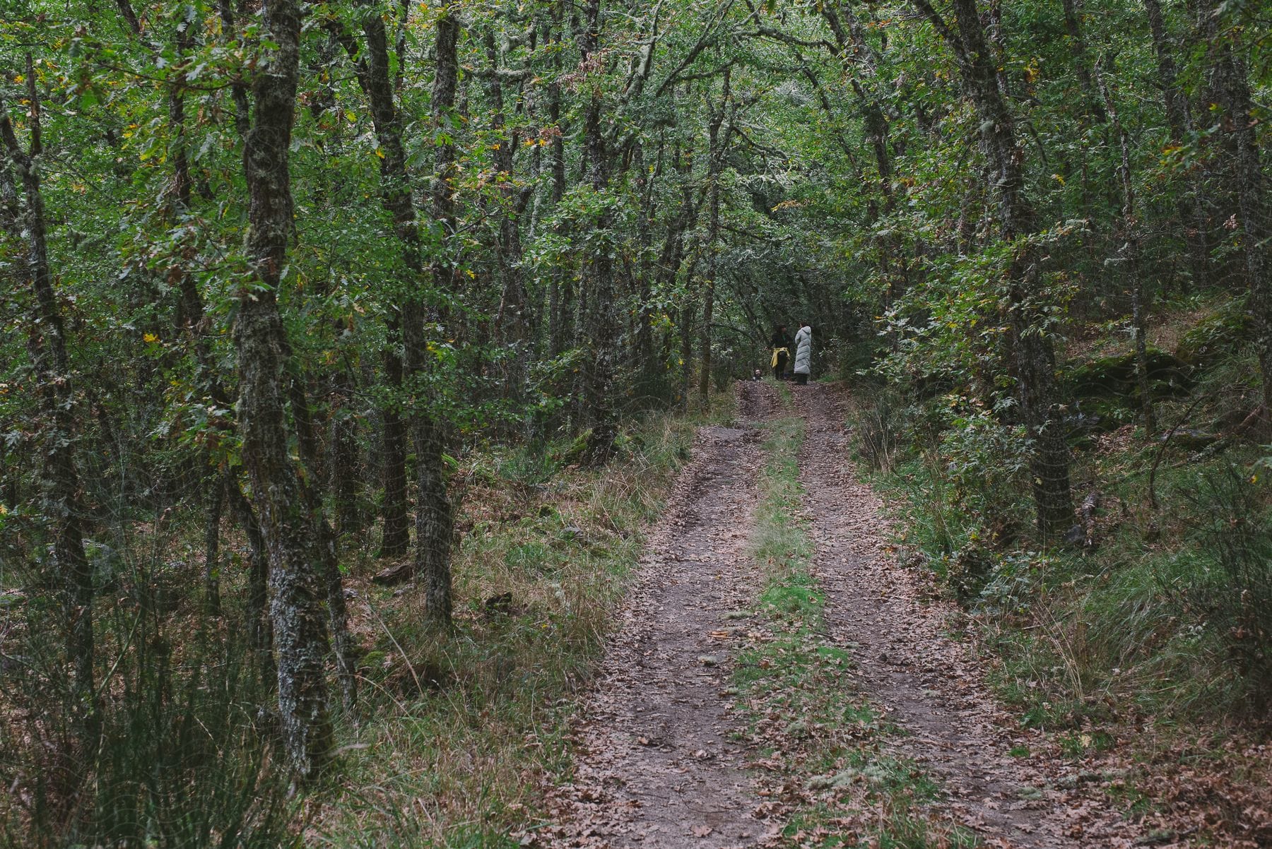 Two people are walking along a path in the woods, where tire tracks are visible, during the daytime.