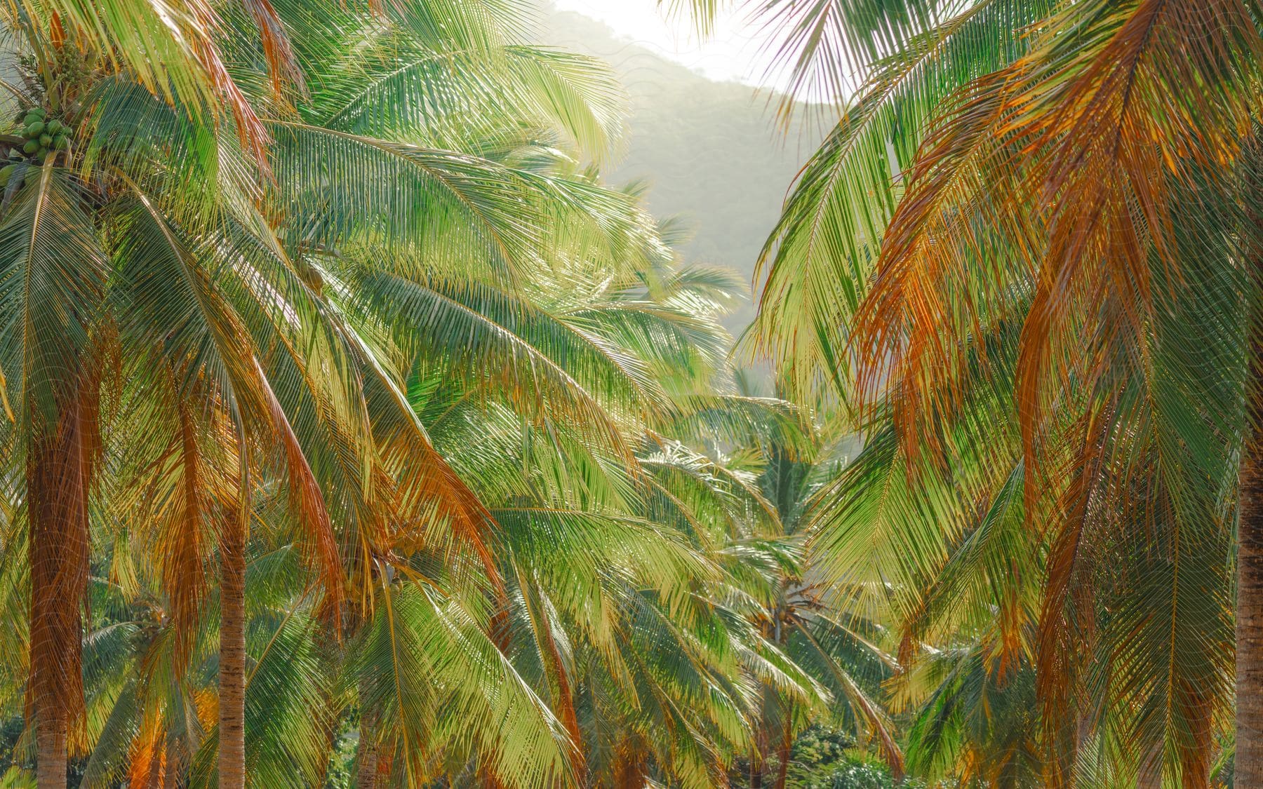 Set of palm trees under soft light with a tropical atmosphere.