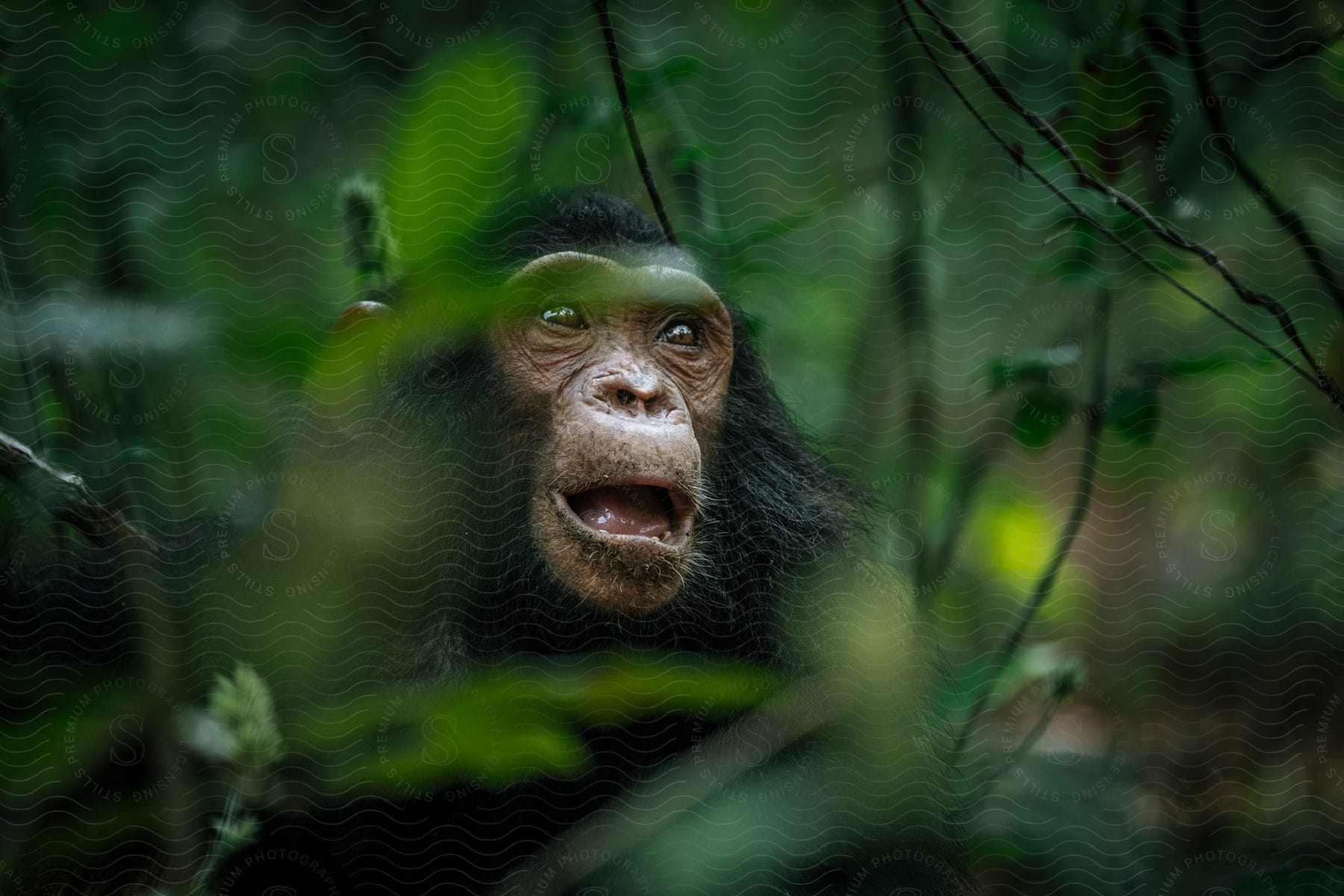 An image of a monkey in the forest