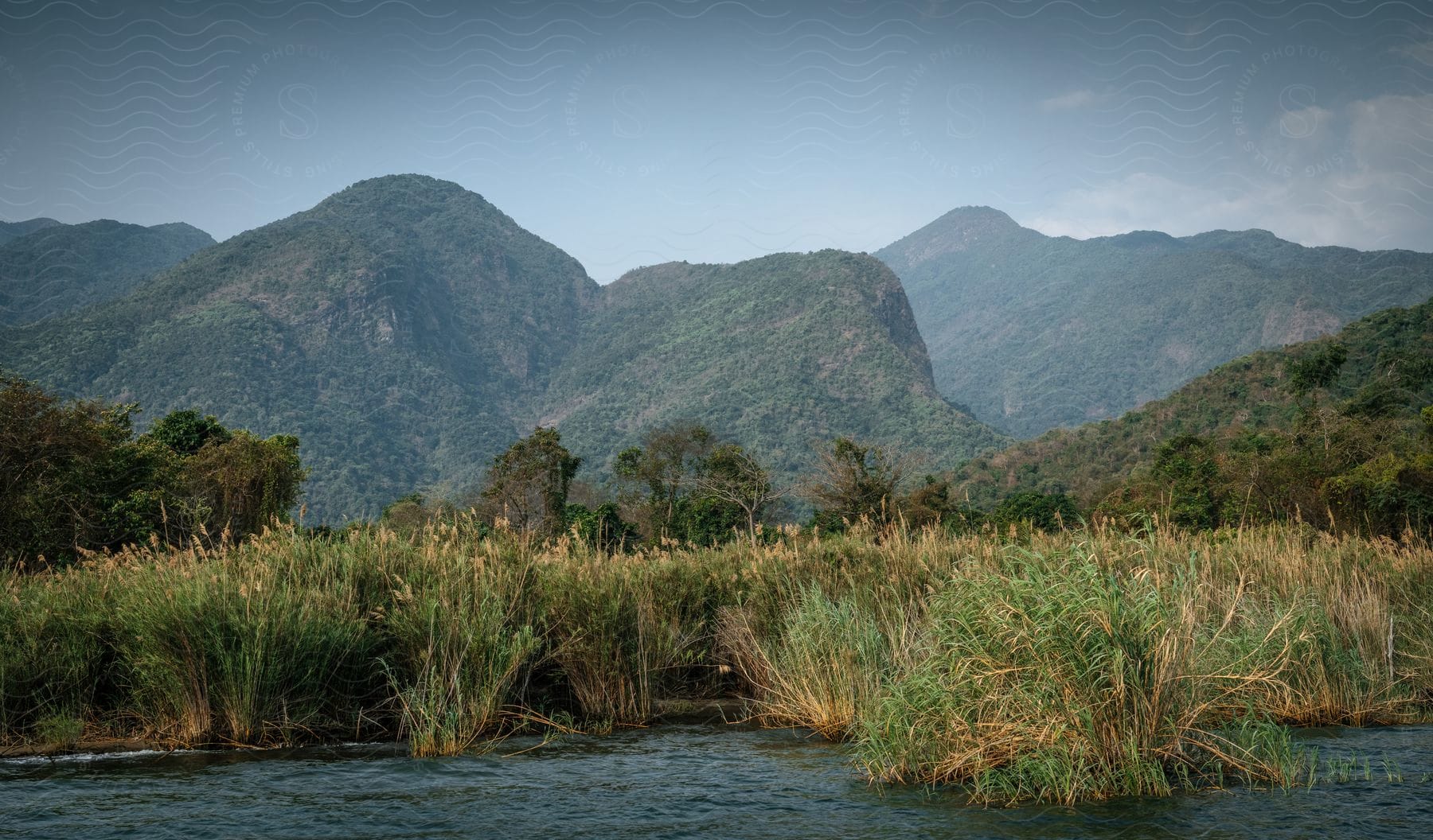 Mountains looming over a lush river landscape with dense reeds and shrubs in the foreground.