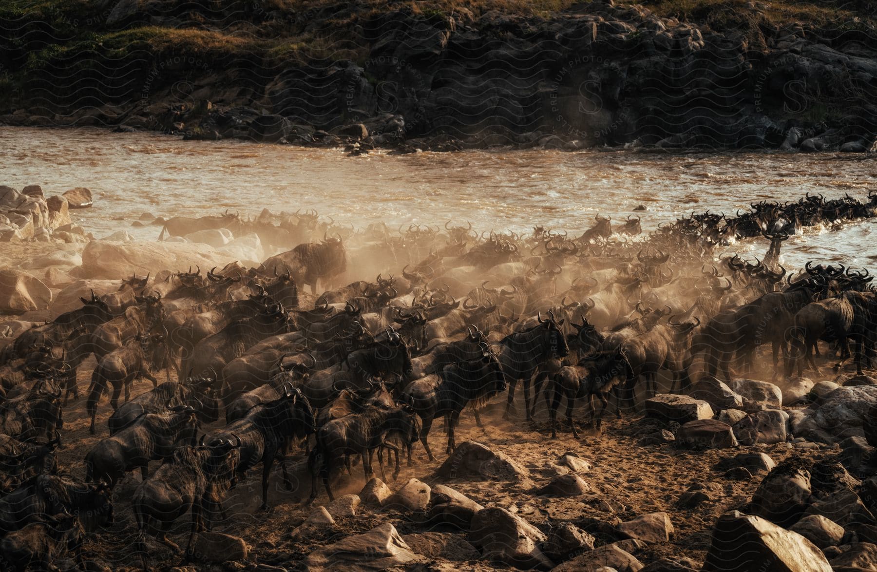 A herd of wildebeests crossing a rocky river.