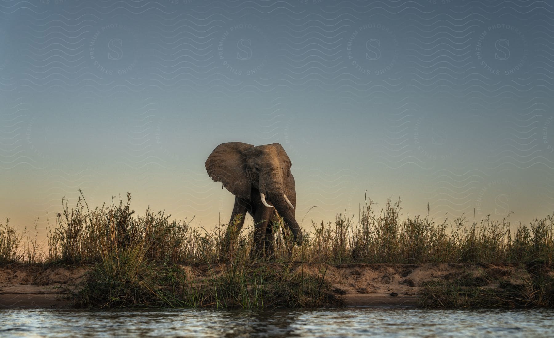 An African bush elephant  walks along the shore of a river, its wrinkled gray skin textured by the midday sun.