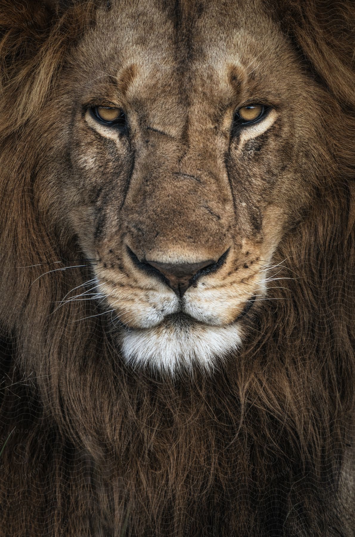 Face of a lion.