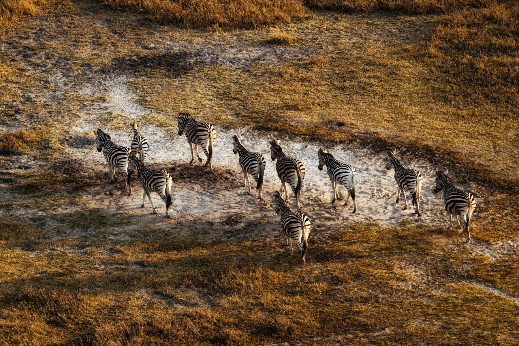 Top view of zebras running through the jungle.