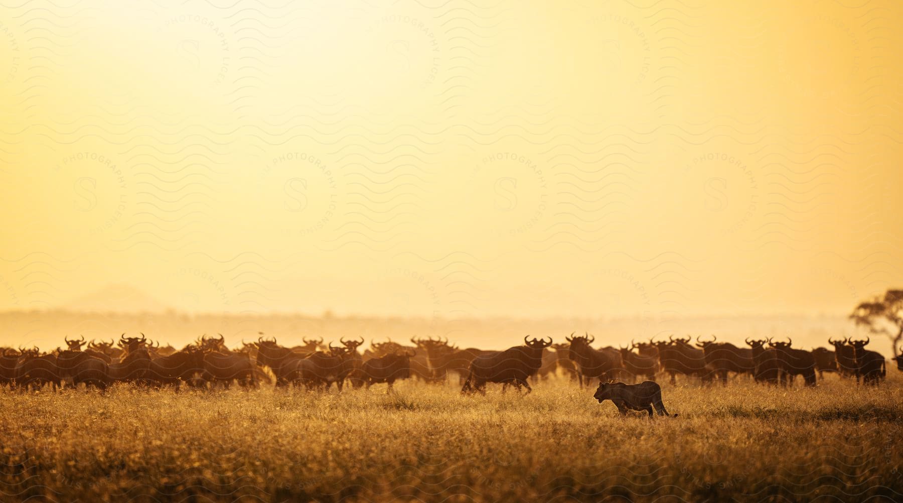 A herd of wildebeests silhouetted against a golden sunset on a grassy plain
