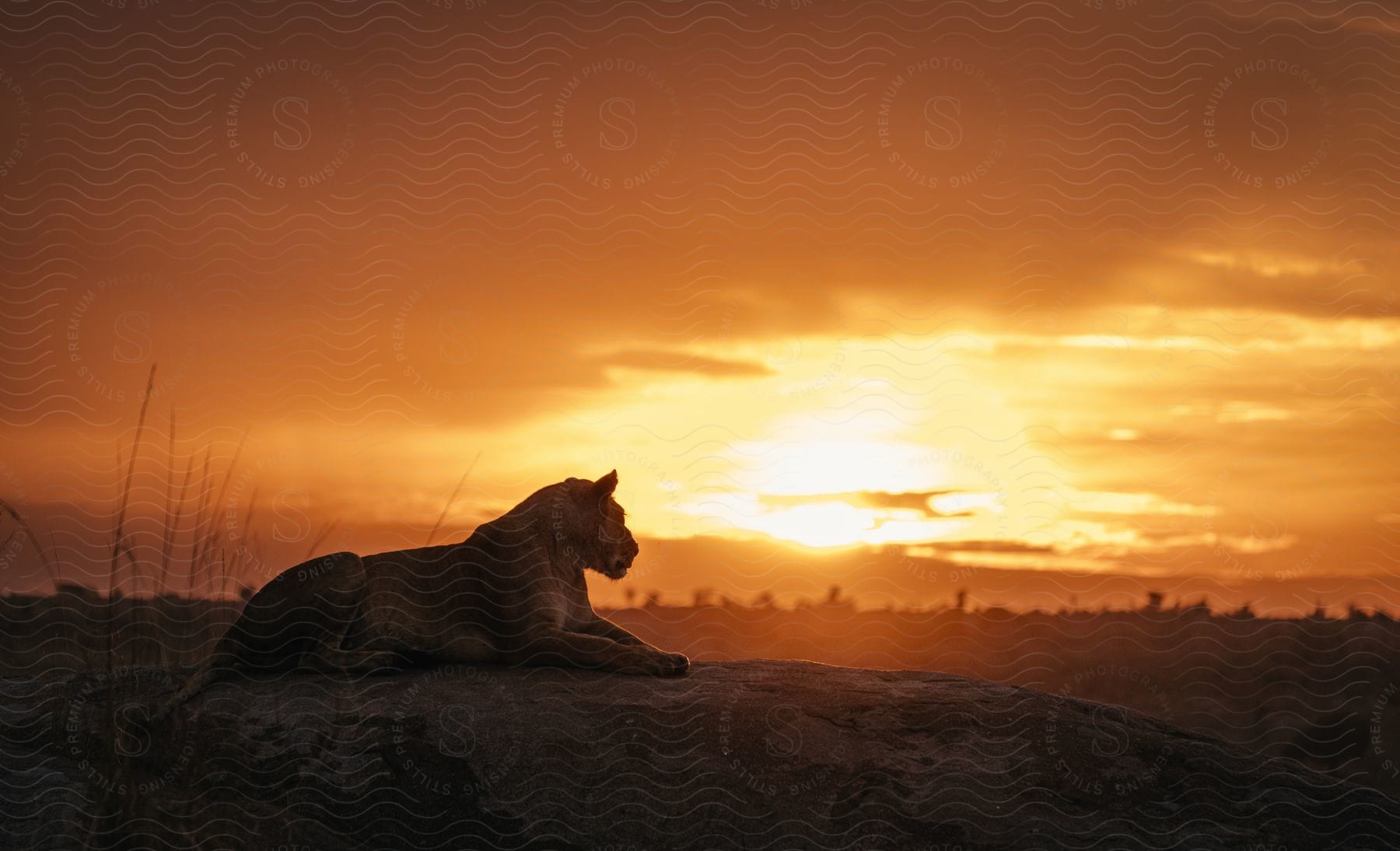 Jaguar lying on a rock with a sunset on the horizon