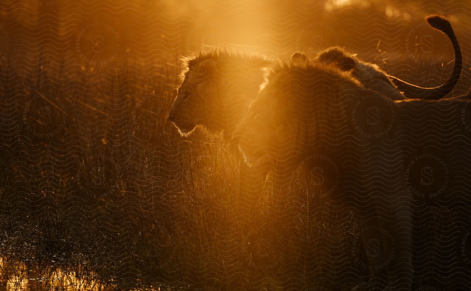 Two lions in a savannah on the edge of a lake in the sunset light.