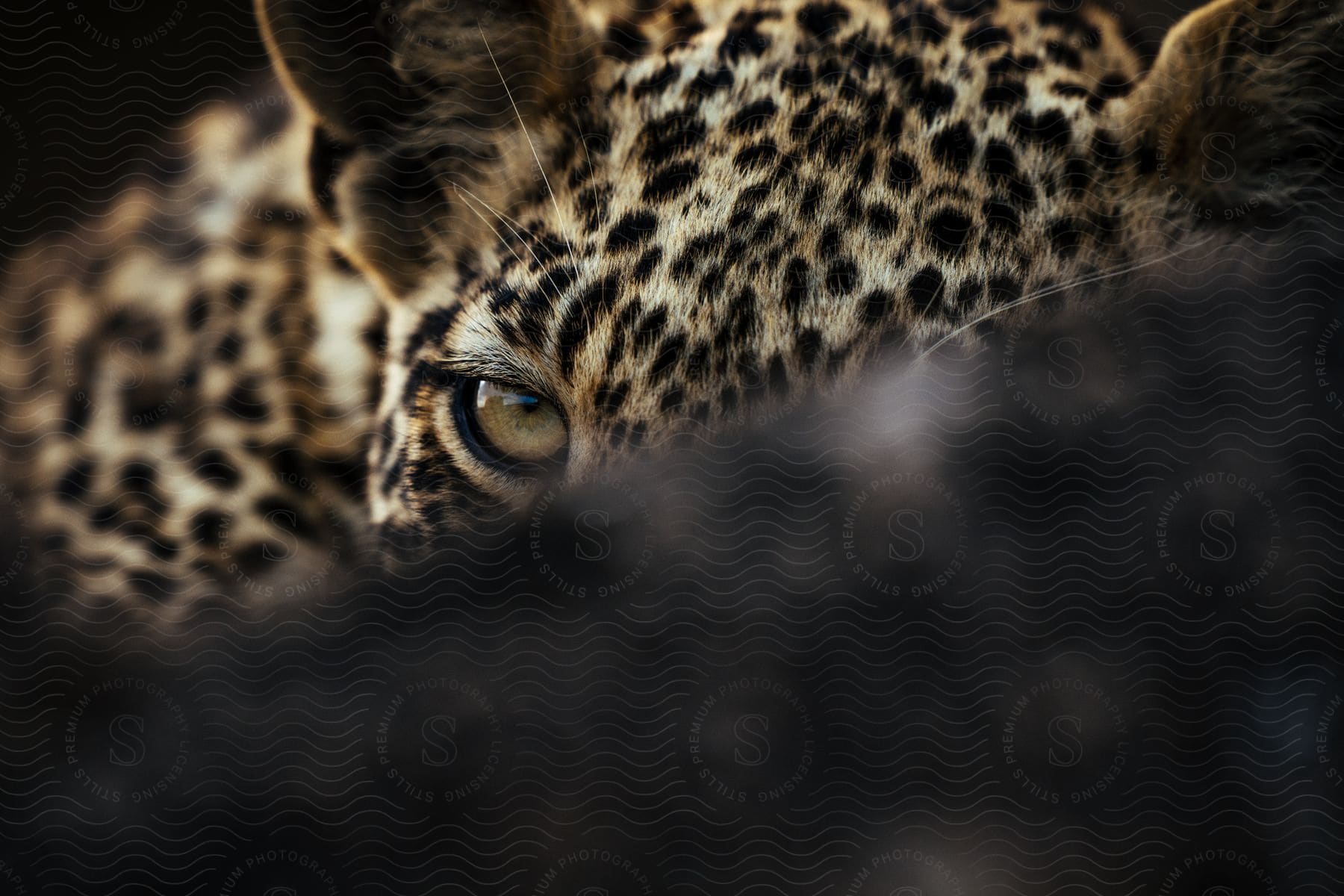 Featured face and eye of a jaguar