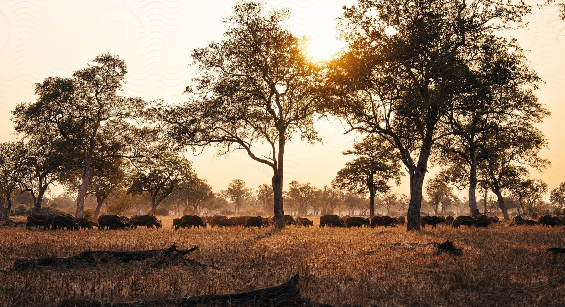 A serene and picturesque scene of nature at sunset. A herd of buffalo graze peacefully in an open field with tall, dry grass.