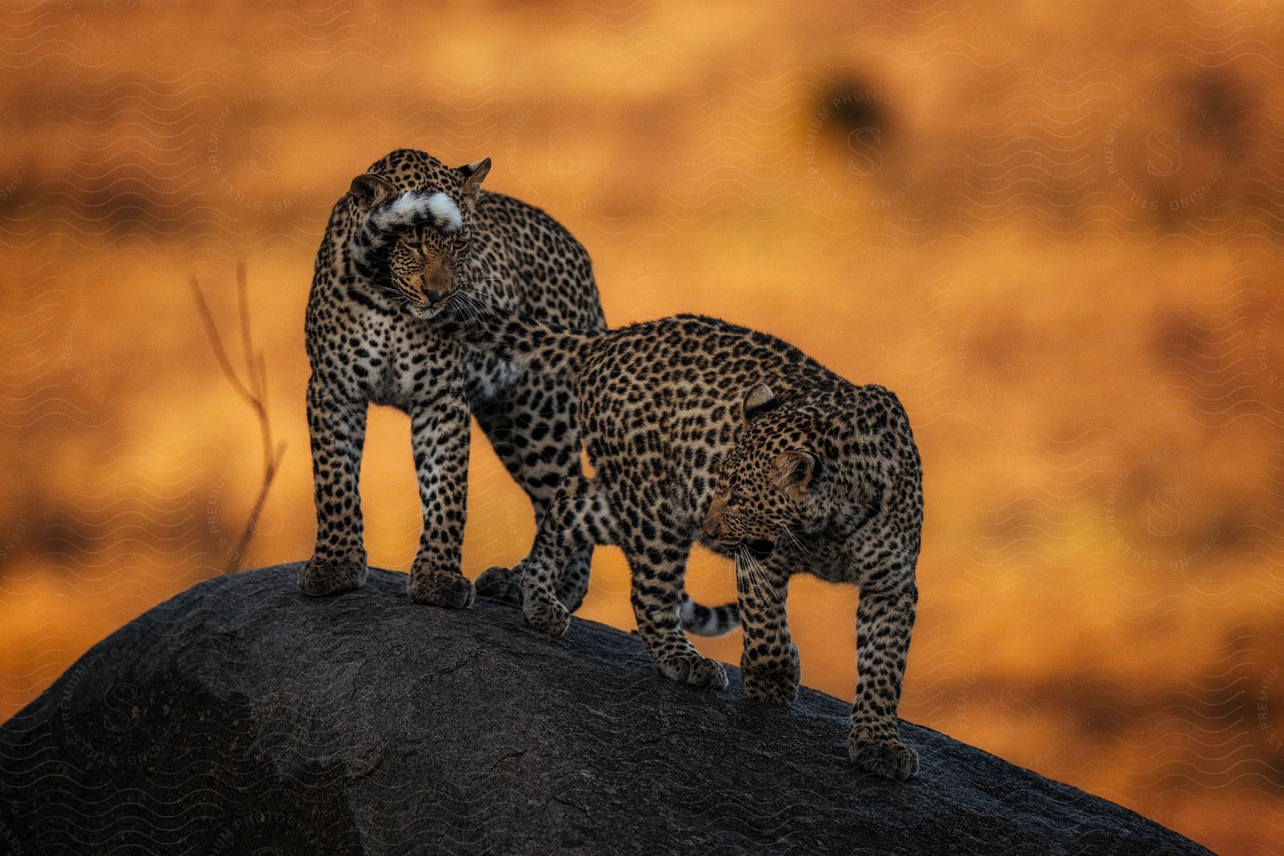 Two leopards on top of a rock in the jungle