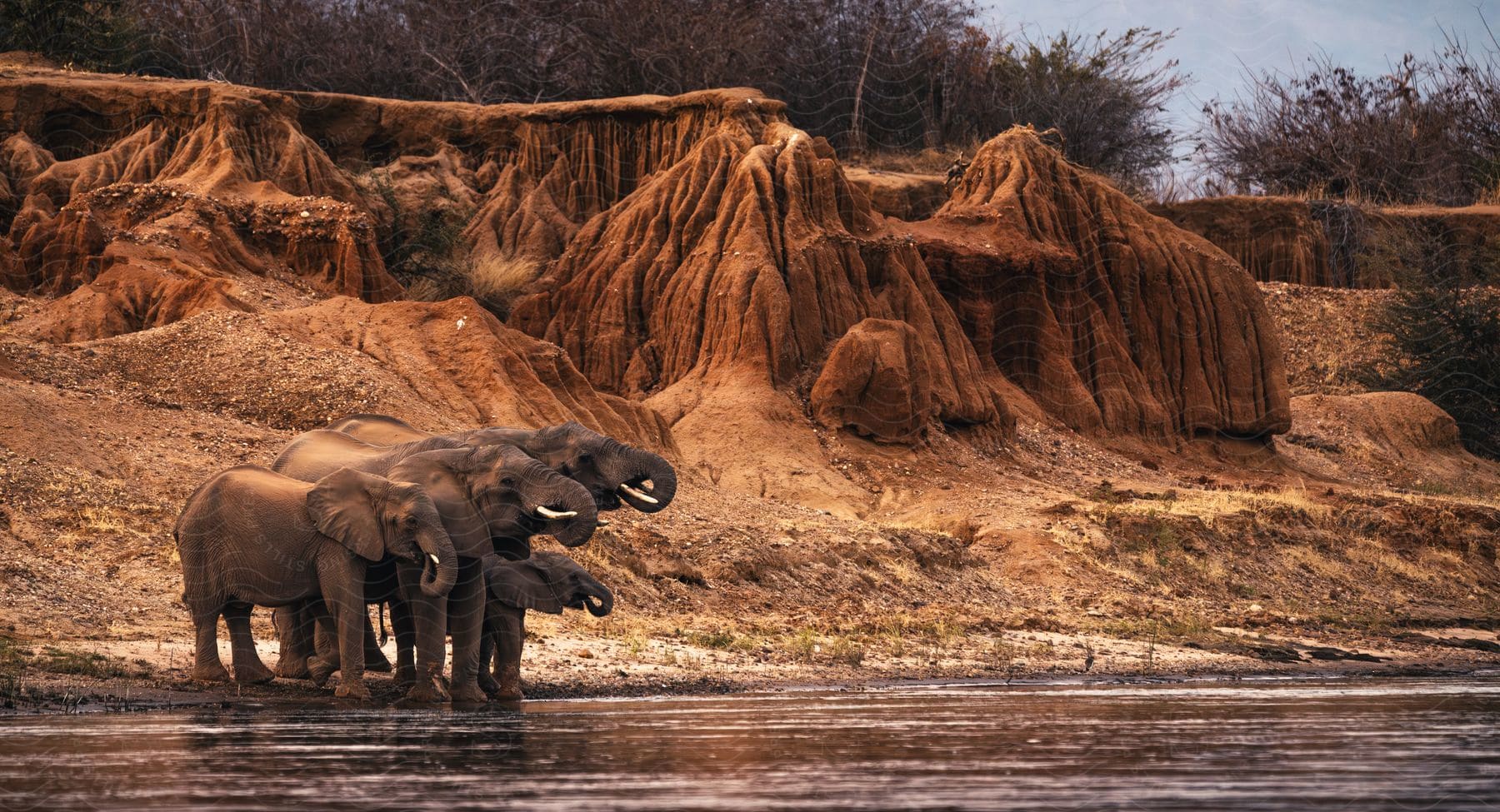 A group of elephants stands on the edge of a riverbank in a canyon.