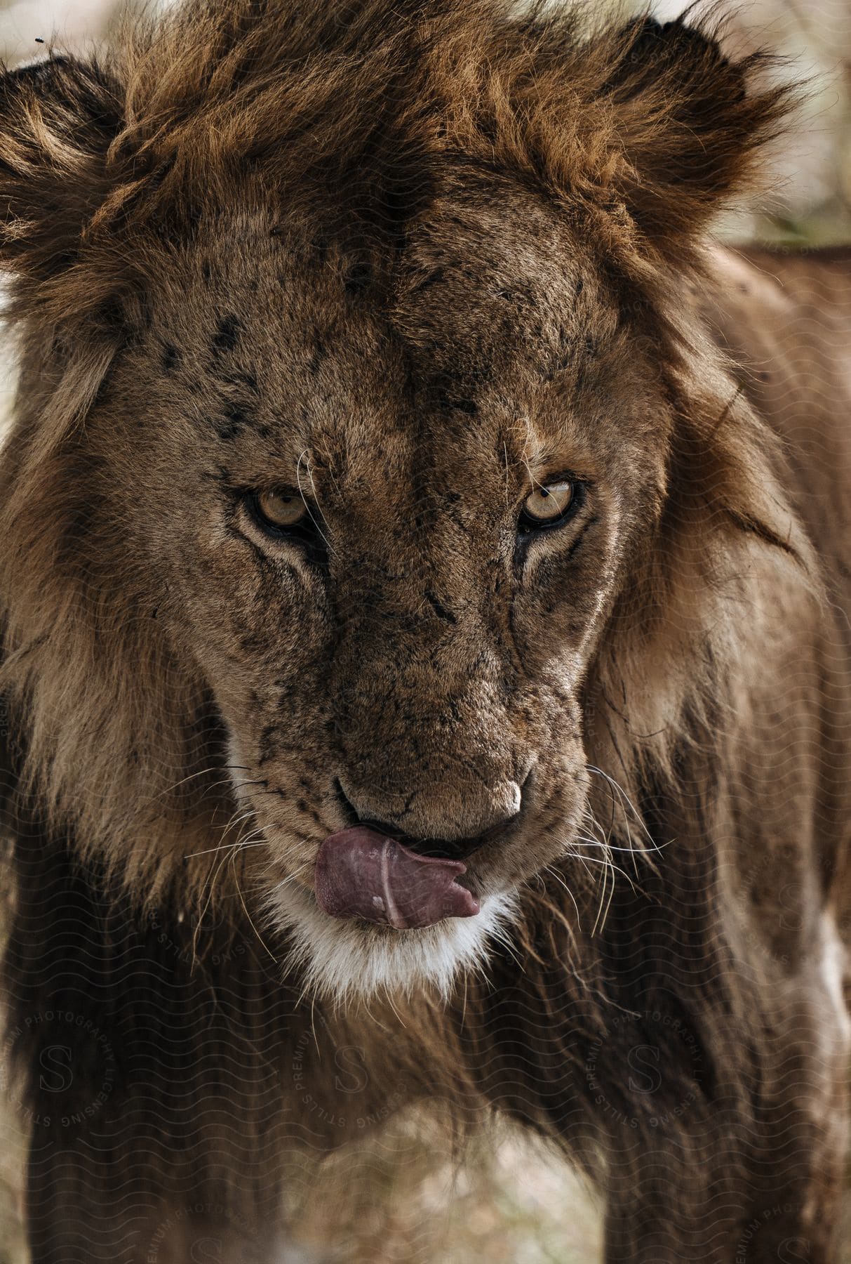 Close up of a hungry lion smacking his lips